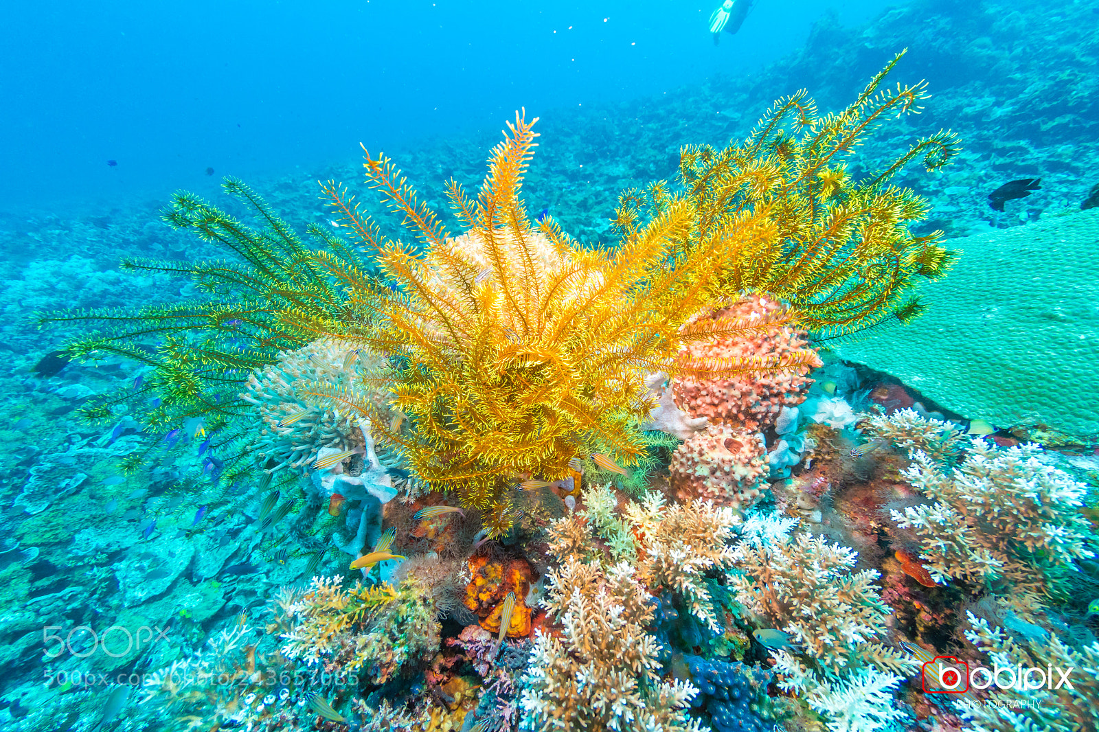 Nikon D500 sample photo. Philippines dive photography
