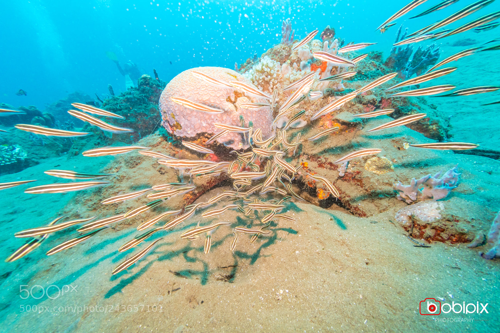 Nikon D500 sample photo. Philippines dive photography