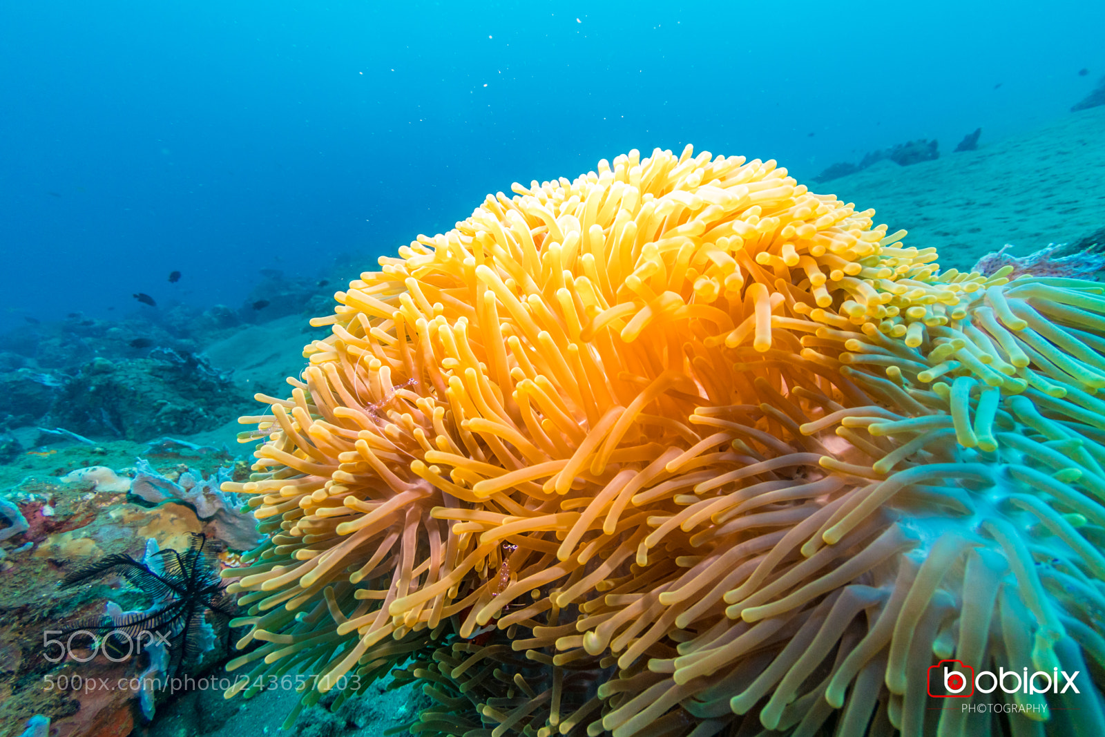 Nikon D500 sample photo. Philippines dive photography
