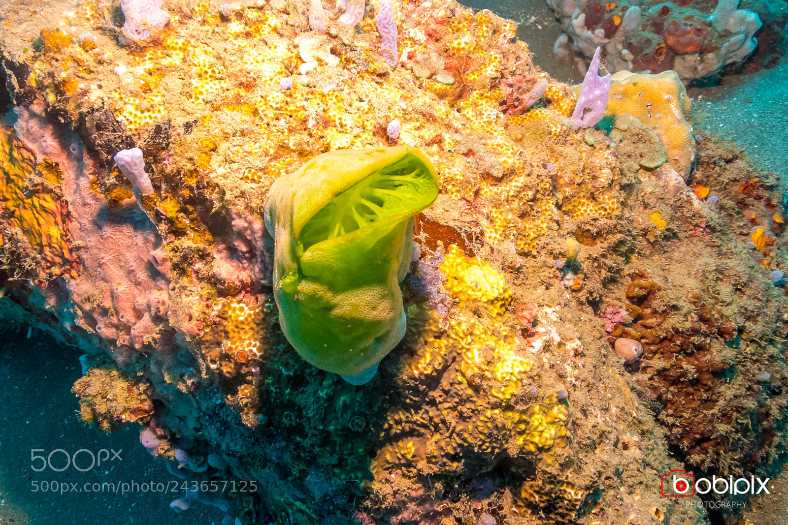 Nikon D500 sample photo. Philippines dive photography