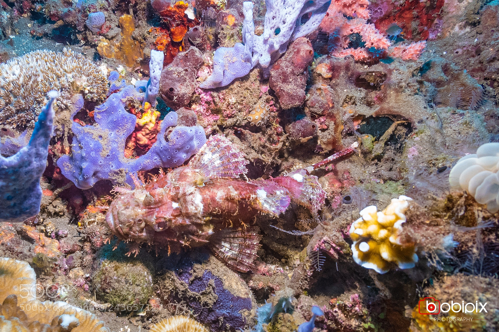 Nikon D500 sample photo. Philippines dive photography