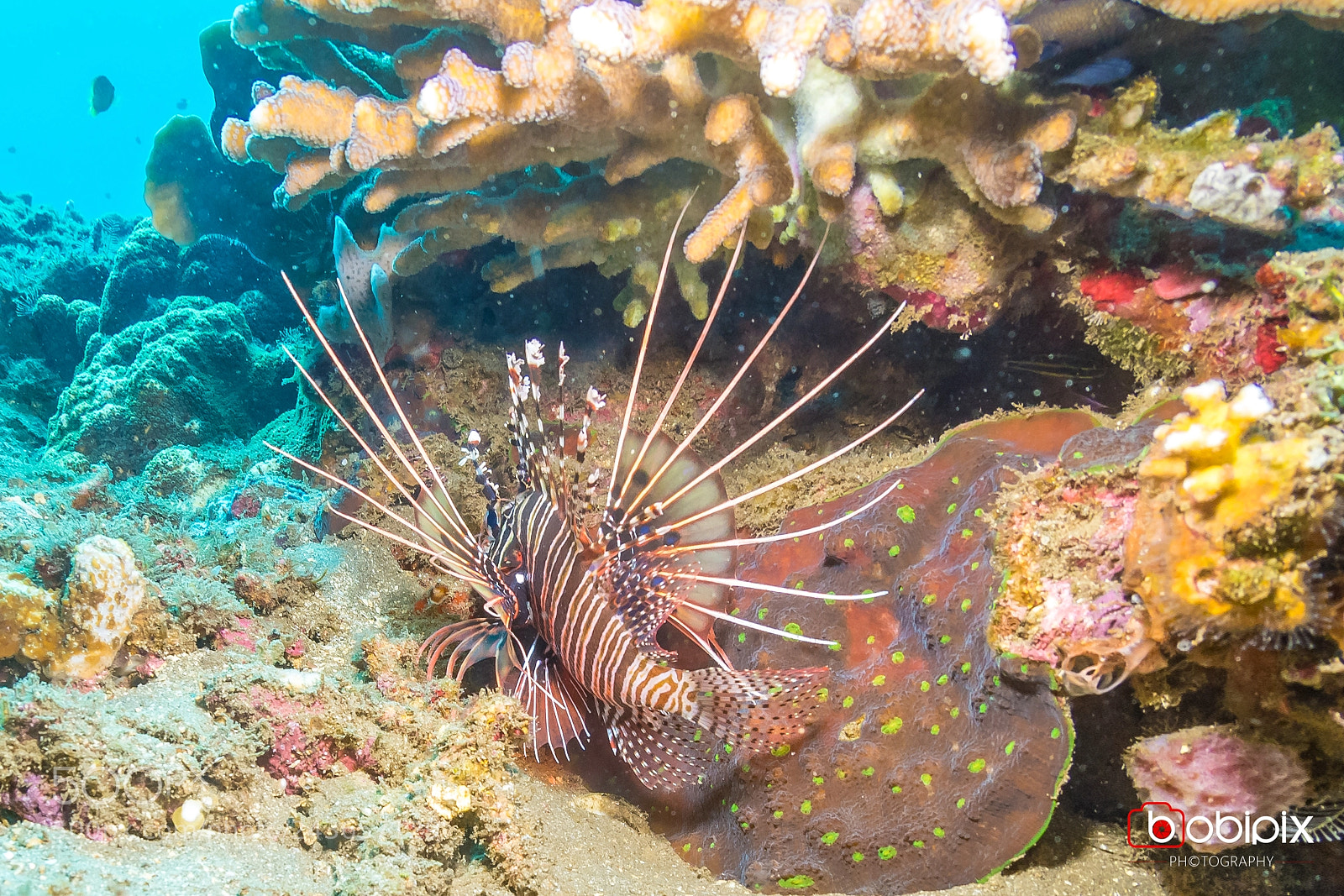 Nikon D500 sample photo. Philippines dive photography