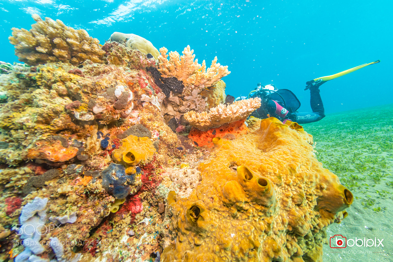 Nikon D500 sample photo. Philippines dive photography