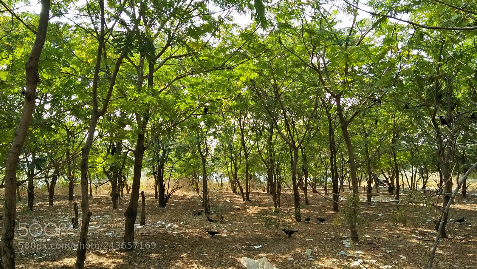 OPPO A37fw-International sample photo. Woods in the city photography