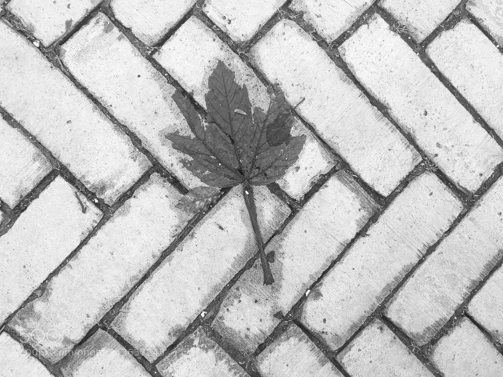Apple iPhone 6s sample photo. The minitree photography