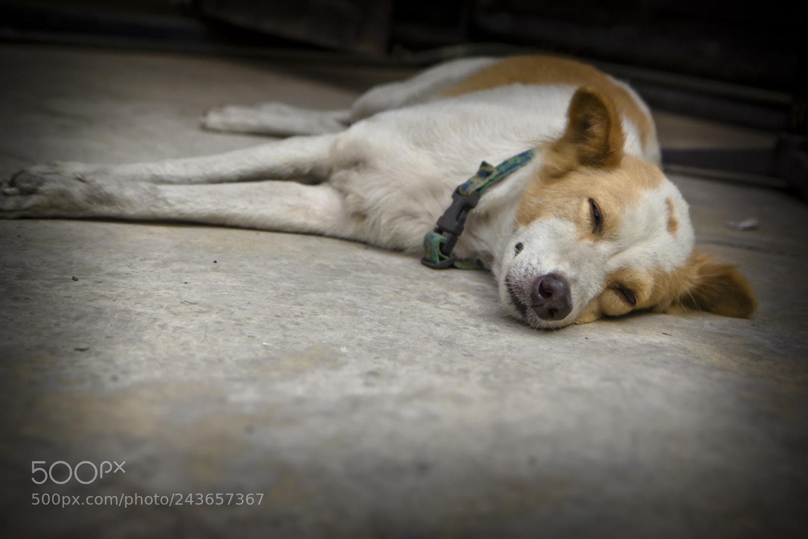 Canon EOS 60D sample photo. Taking a nap photography