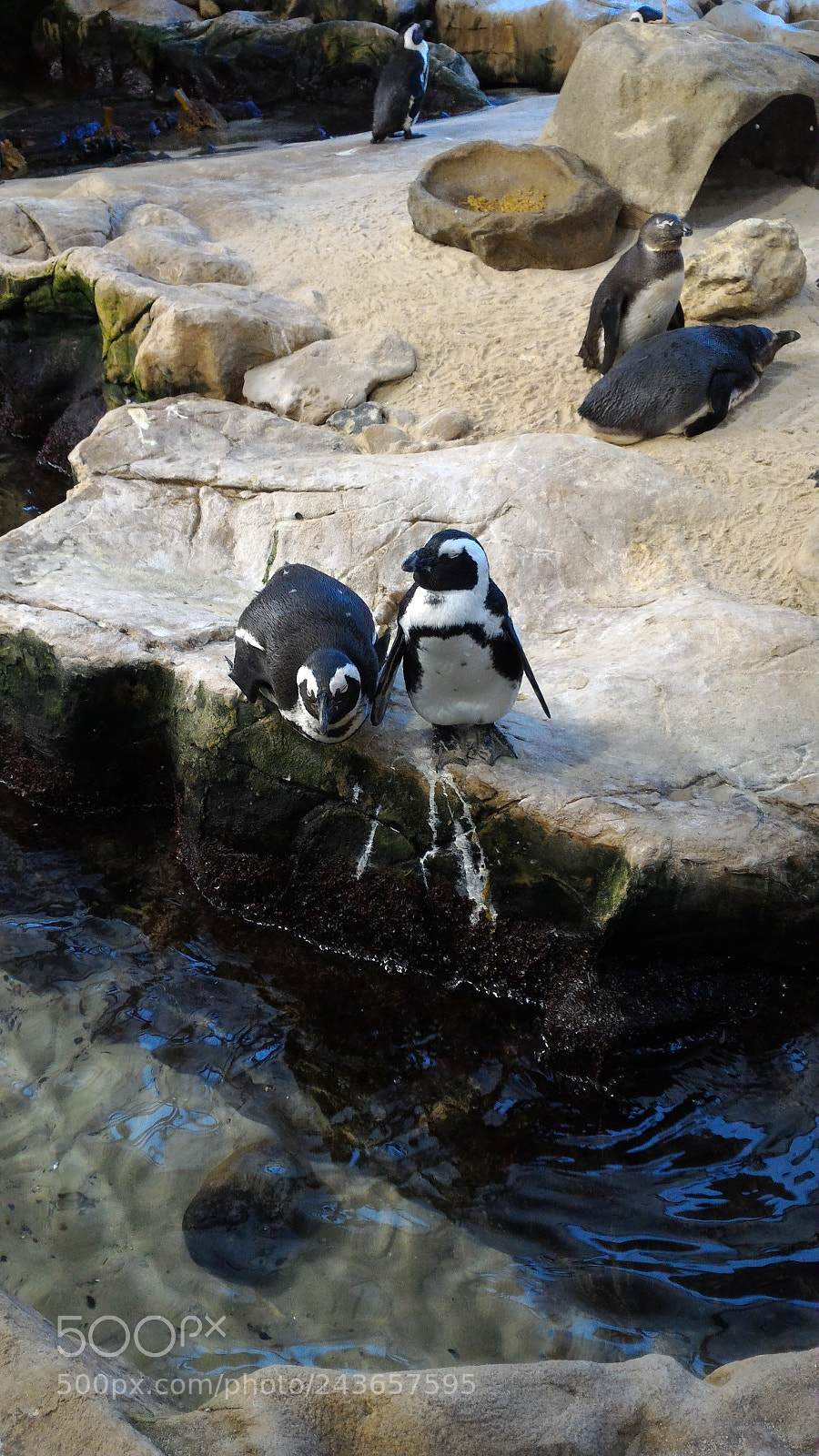 ASUS ZenFone 2 (ZE551ML) sample photo. Penguins photography
