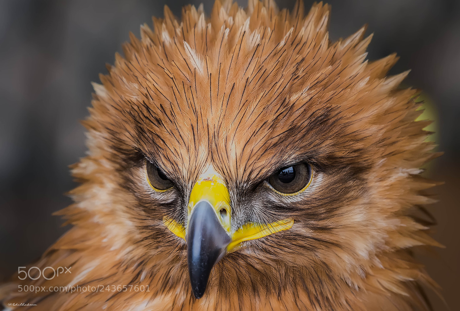 Nikon D7200 sample photo. 'the look' indian spotted photography
