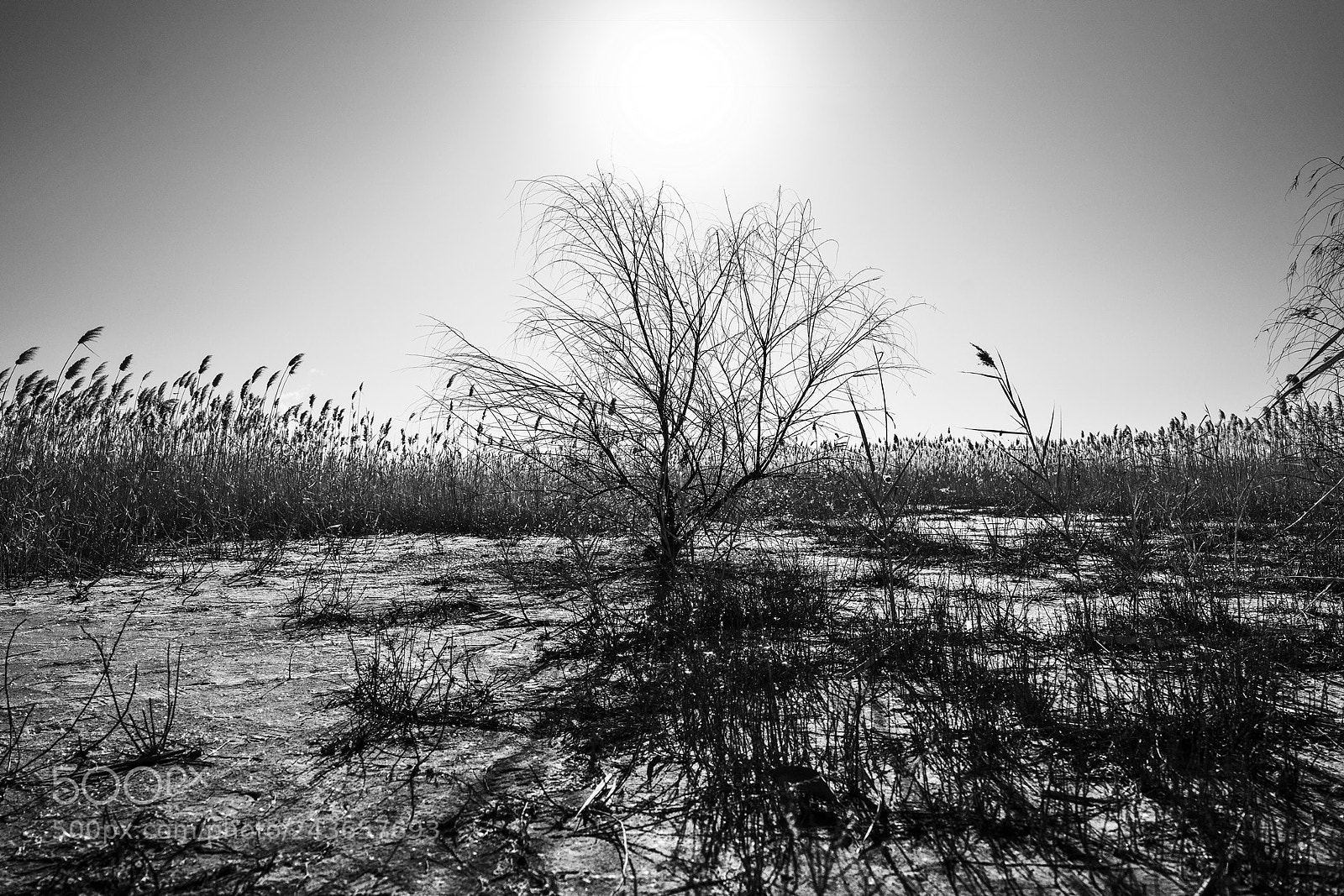 Sony a7R II sample photo. Tree’s winter photography