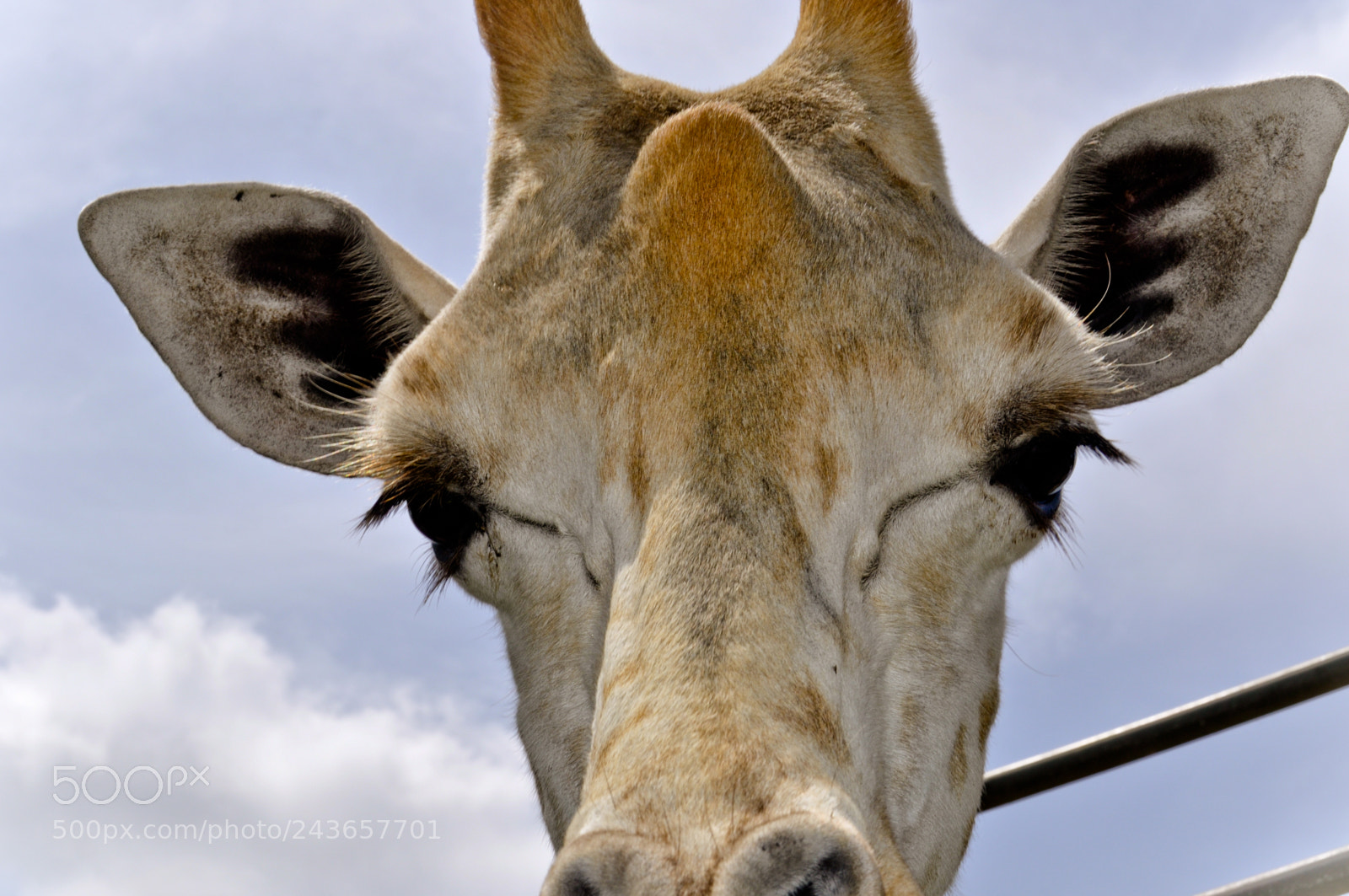 Nikon D5000 sample photo. Africa - nose to photography