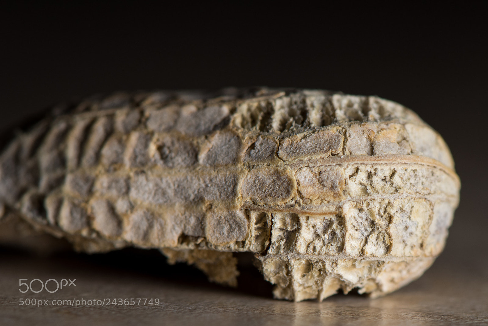 Nikon D810 sample photo. Peanut shell photography