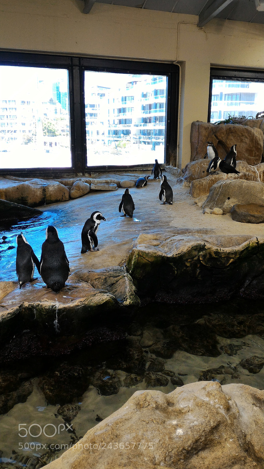 ASUS ZenFone 2 (ZE551ML) sample photo. Penguins photography