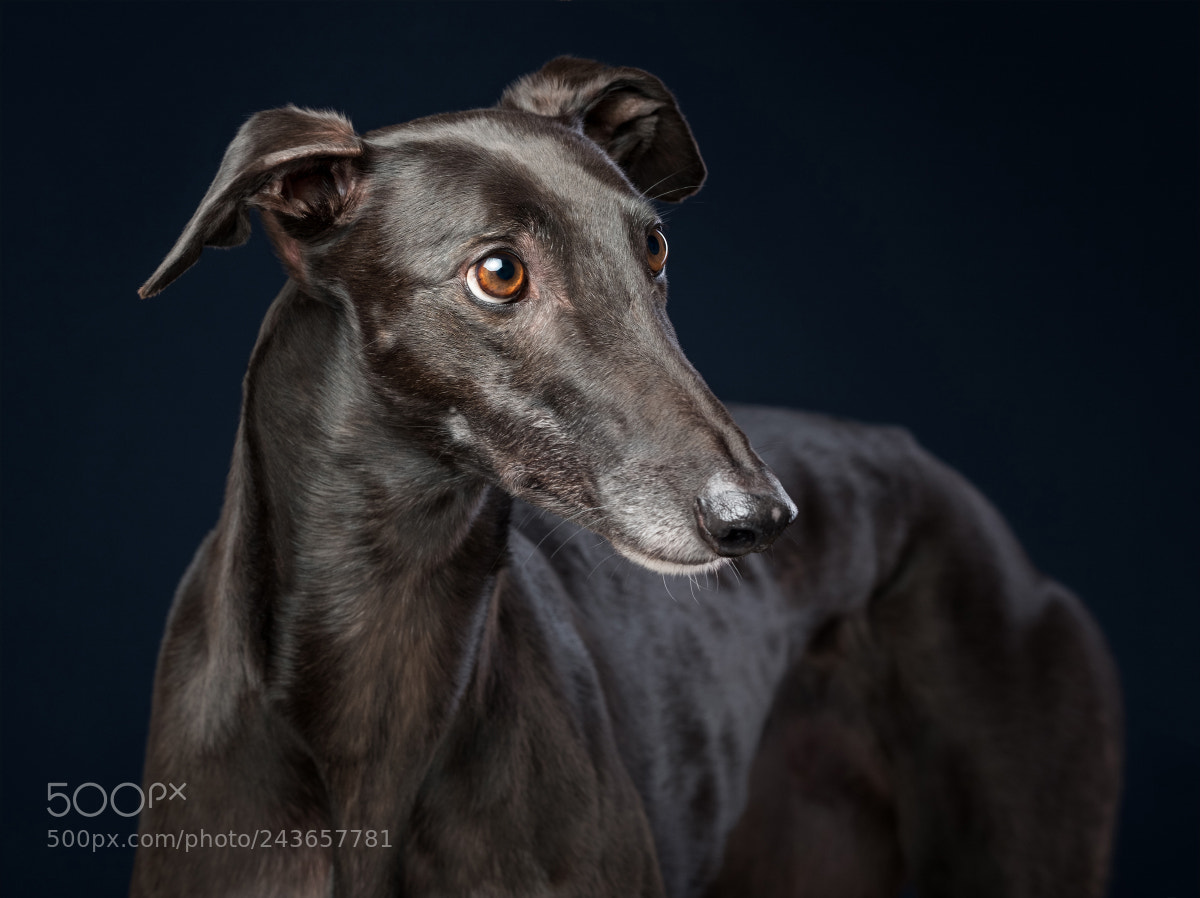 Fujifilm X-T2 sample photo. Greyhounds make greyt pets photography