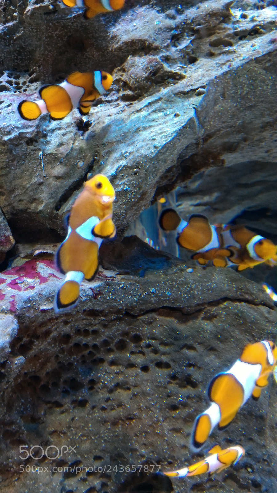 ASUS ZenFone 2 (ZE551ML) sample photo. Clownfish photography