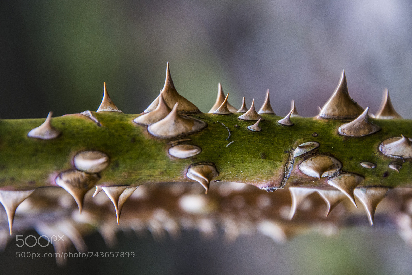 Nikon D7100 sample photo. Thorns 24.1.2018 photography