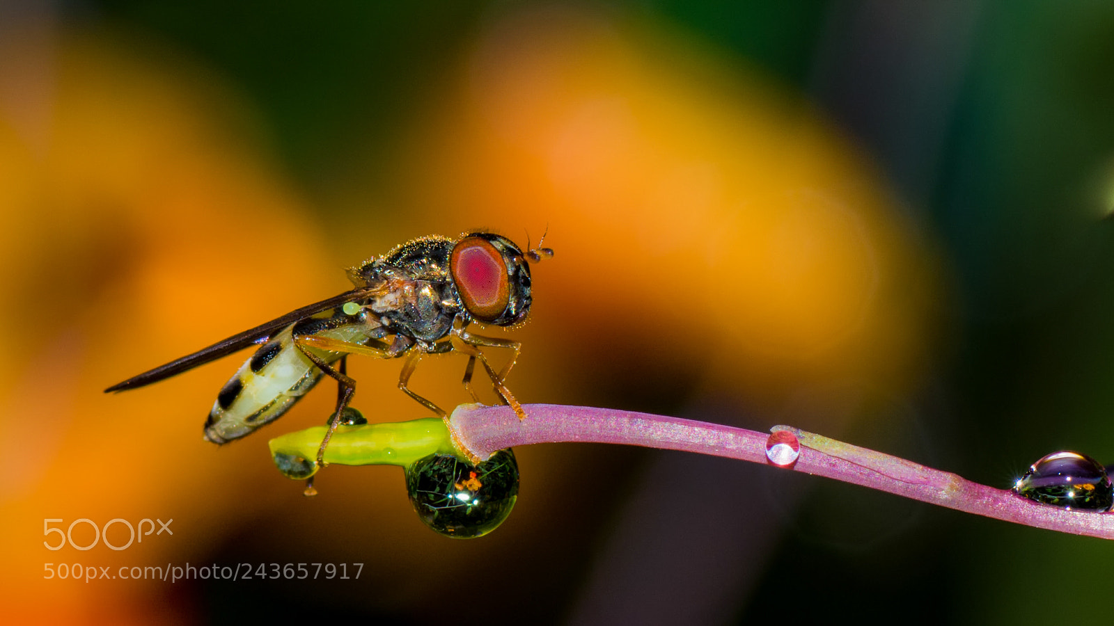 Nikon D7200 sample photo. Hoverfly with dew drop photography