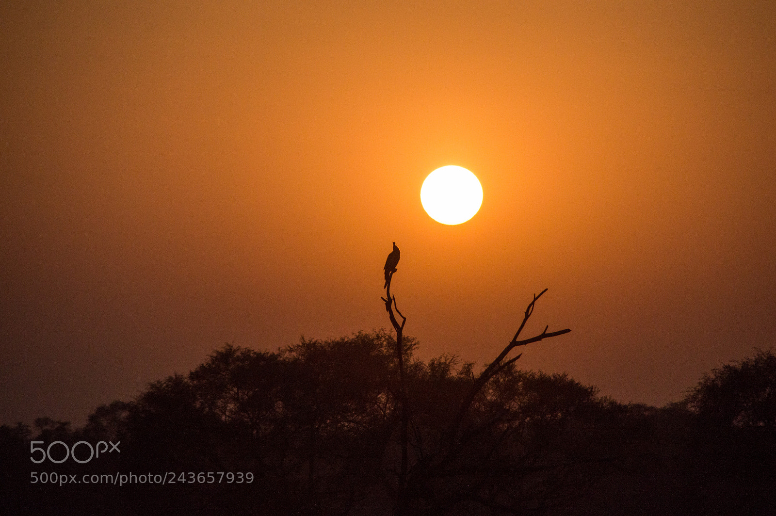 Nikon D3200 sample photo. Silhoutte photography