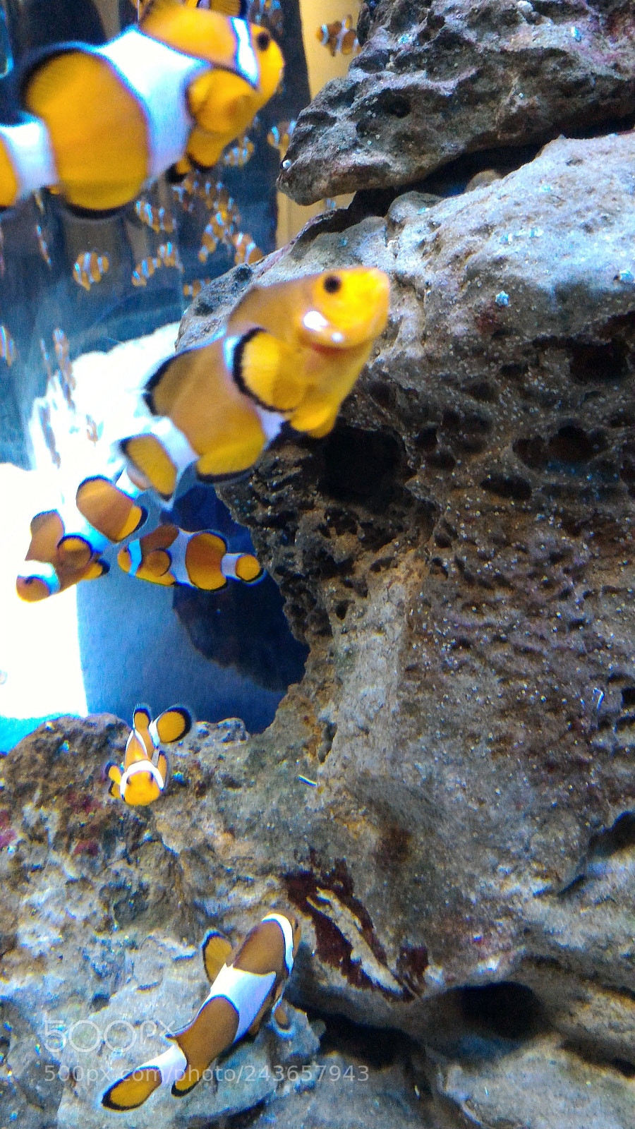 ASUS ZenFone 2 (ZE551ML) sample photo. Clownfish photography