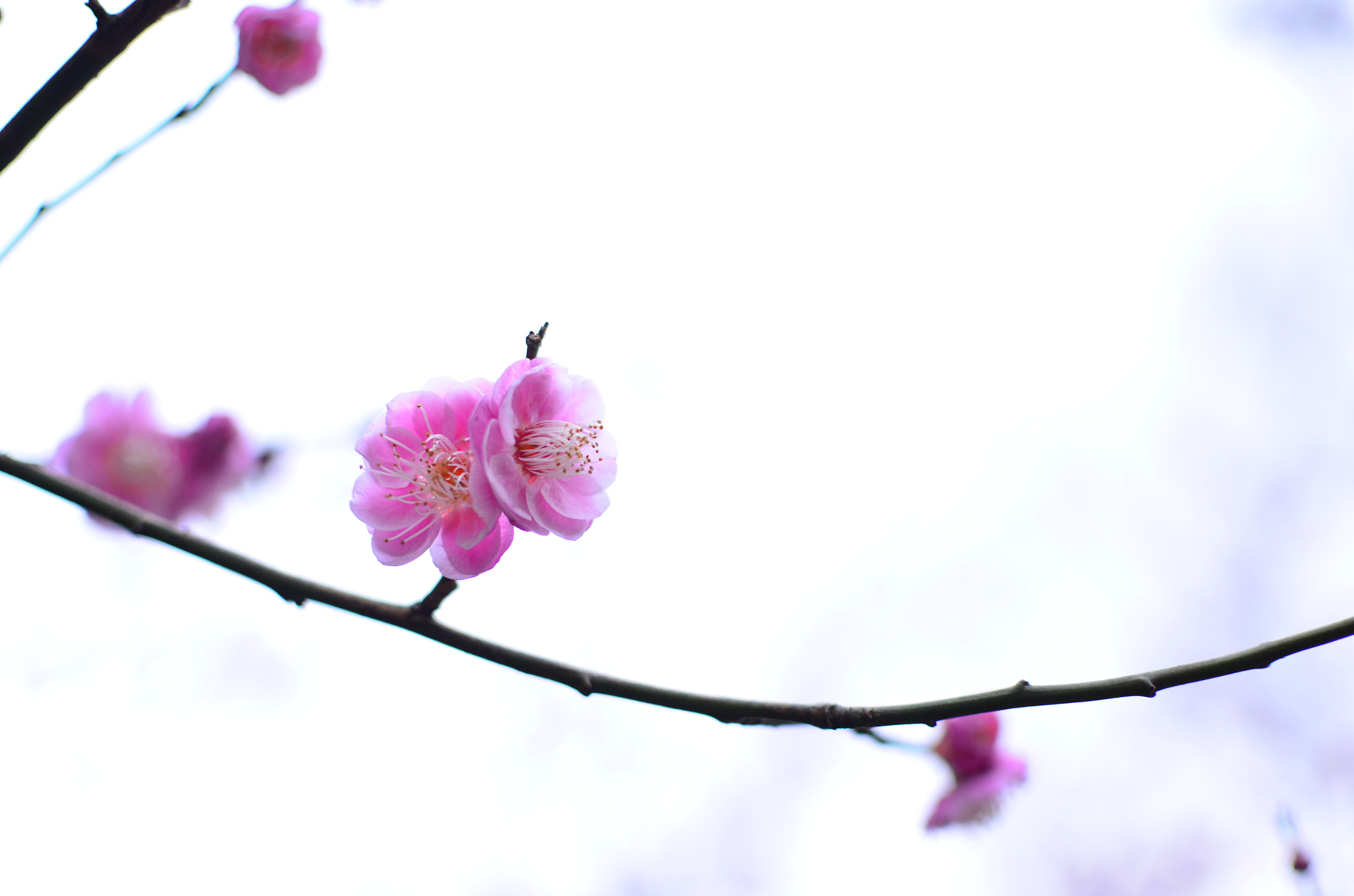 Nikon D7000 + Nikon AF-S DX Nikkor 35mm F1.8G sample photo. Poetic photography