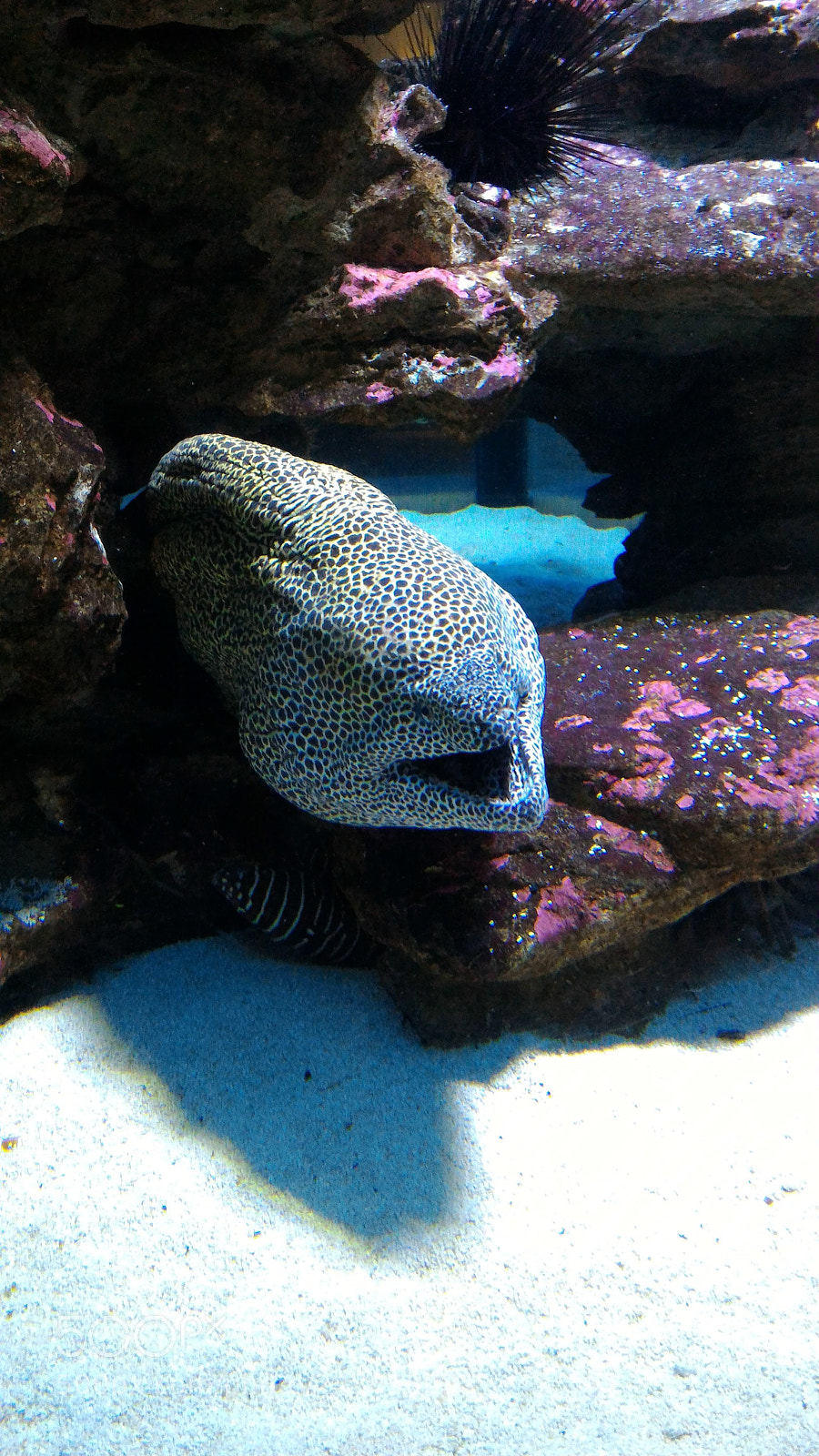 ASUS ZenFone 2 (ZE551ML) sample photo. Aquarium photography