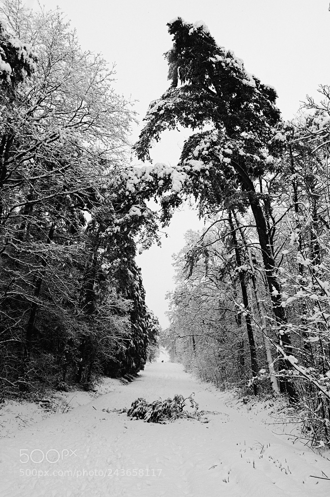 Nikon D50 sample photo. Fallen photography