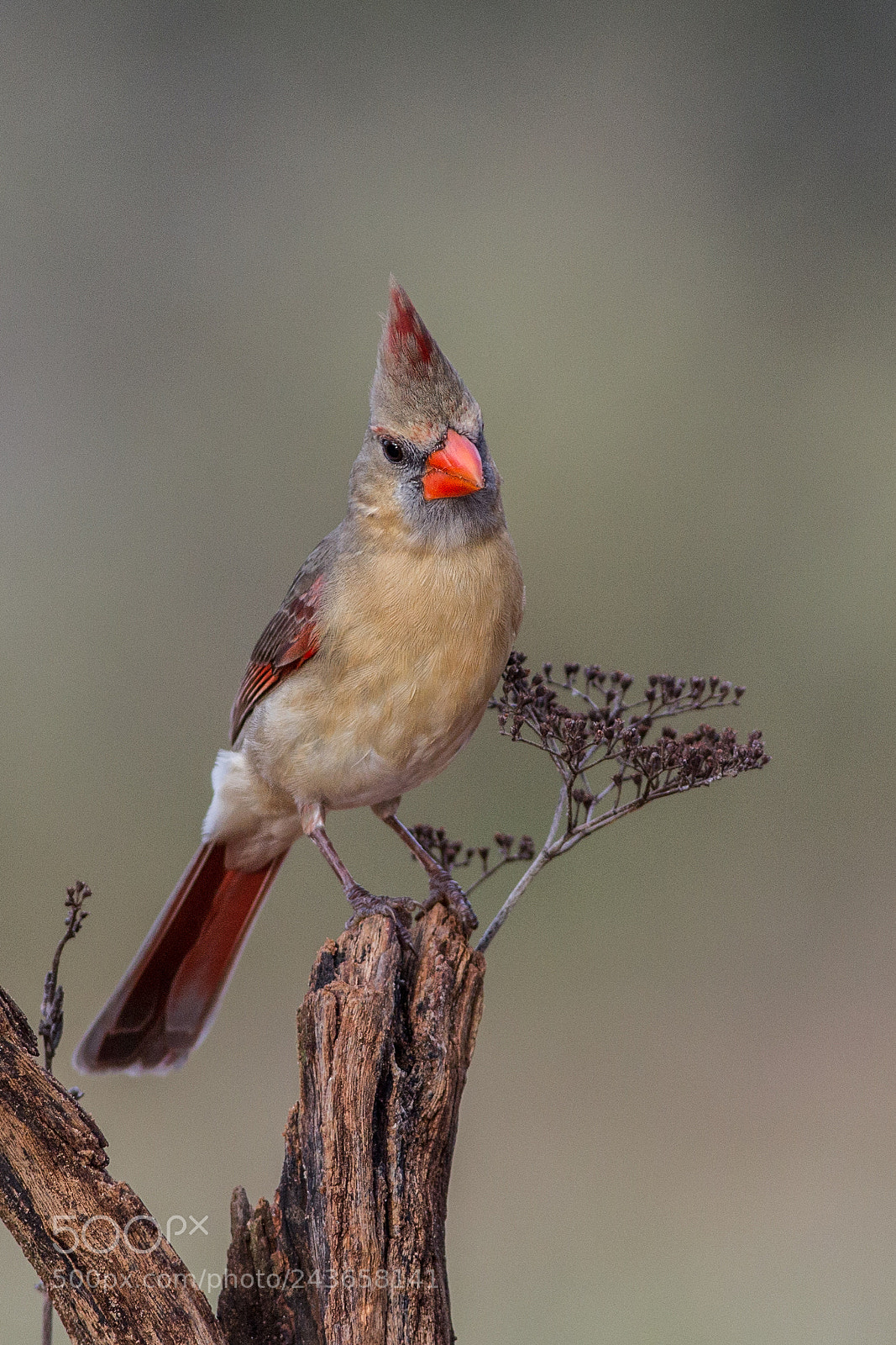 Canon EOS-1D Mark IV sample photo. Northern cardinal photography