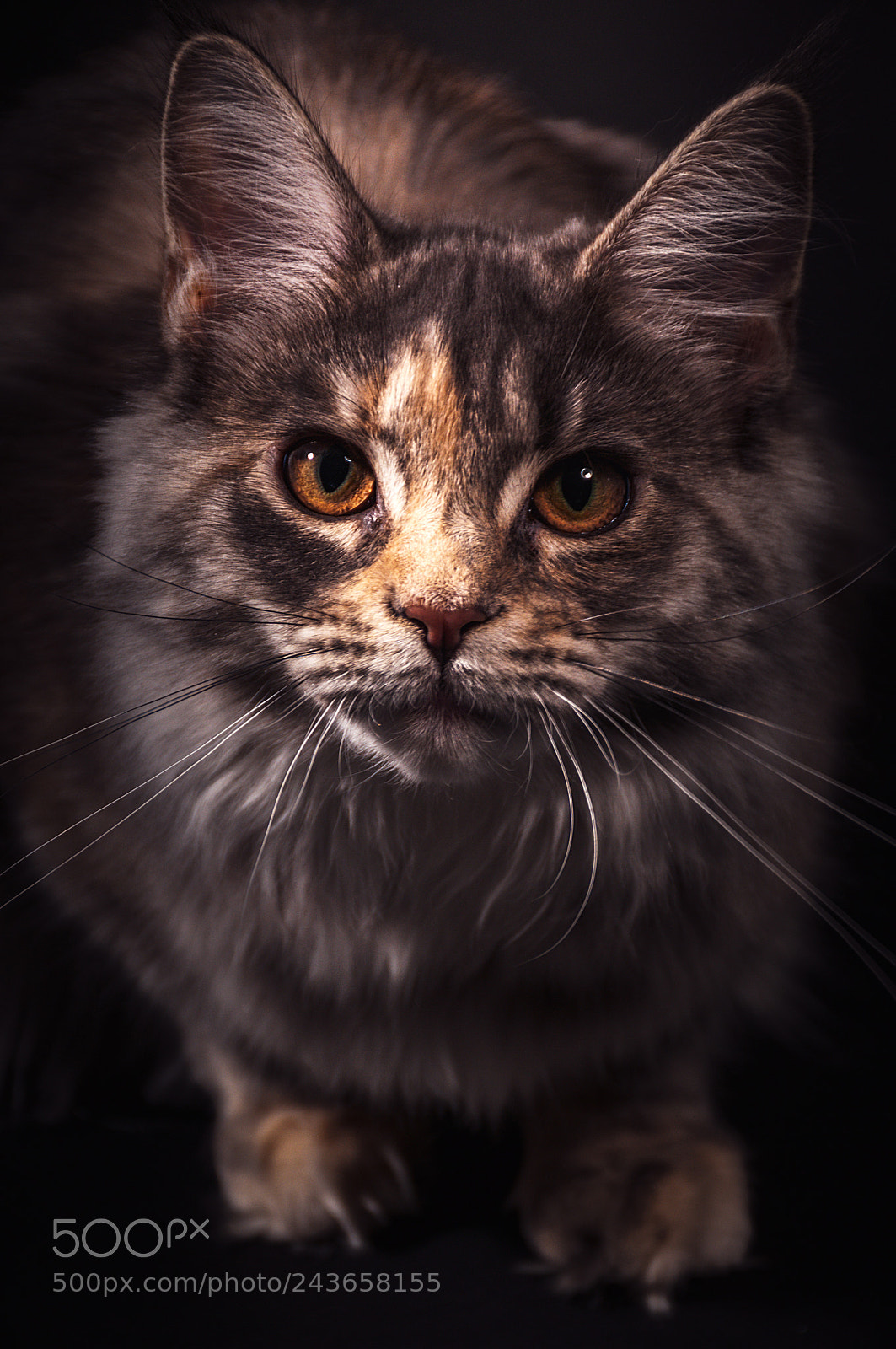 Nikon D300 sample photo. Nyla photography