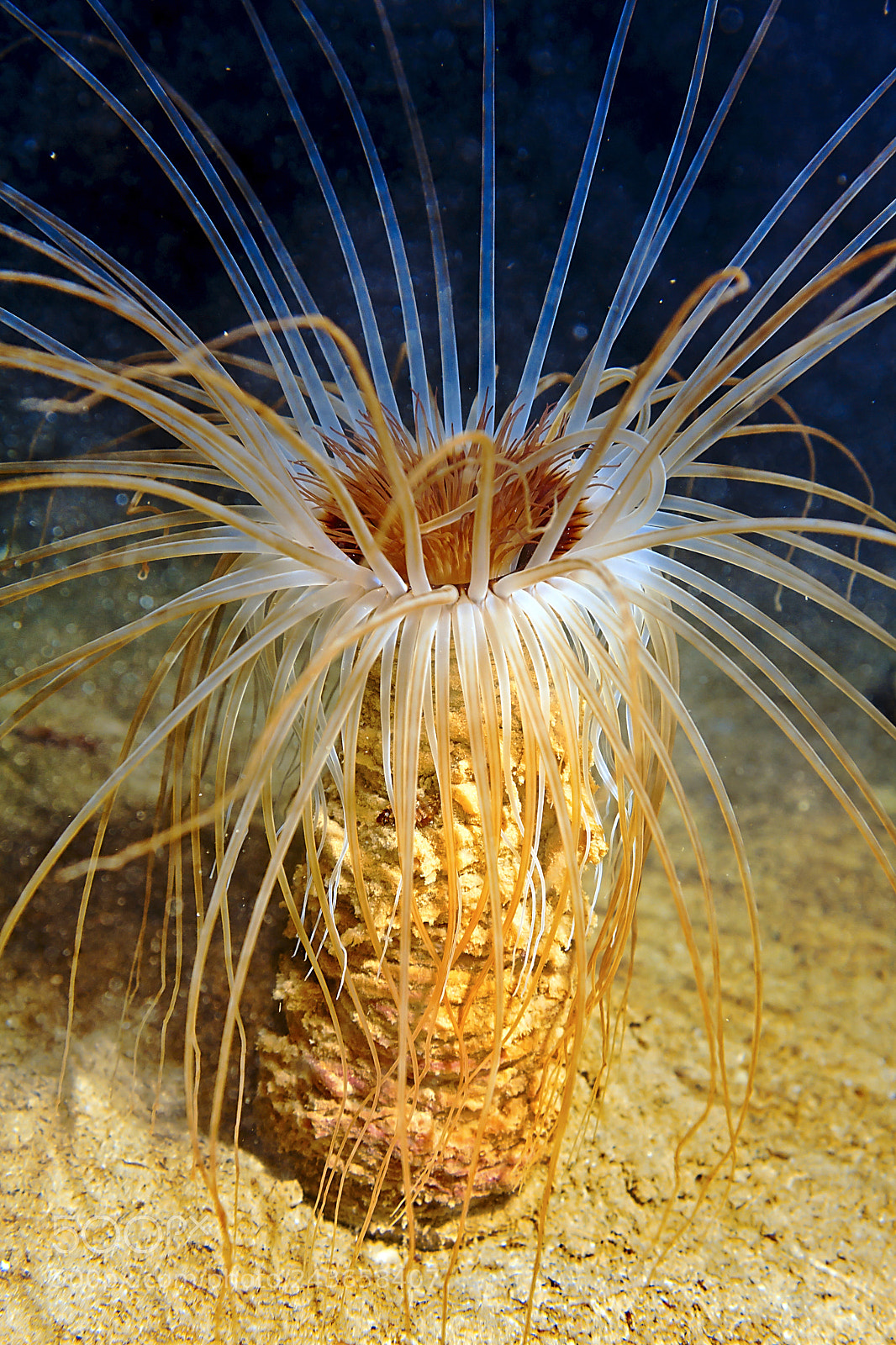 Canon EOS 40D sample photo. The fantastic underwater world photography