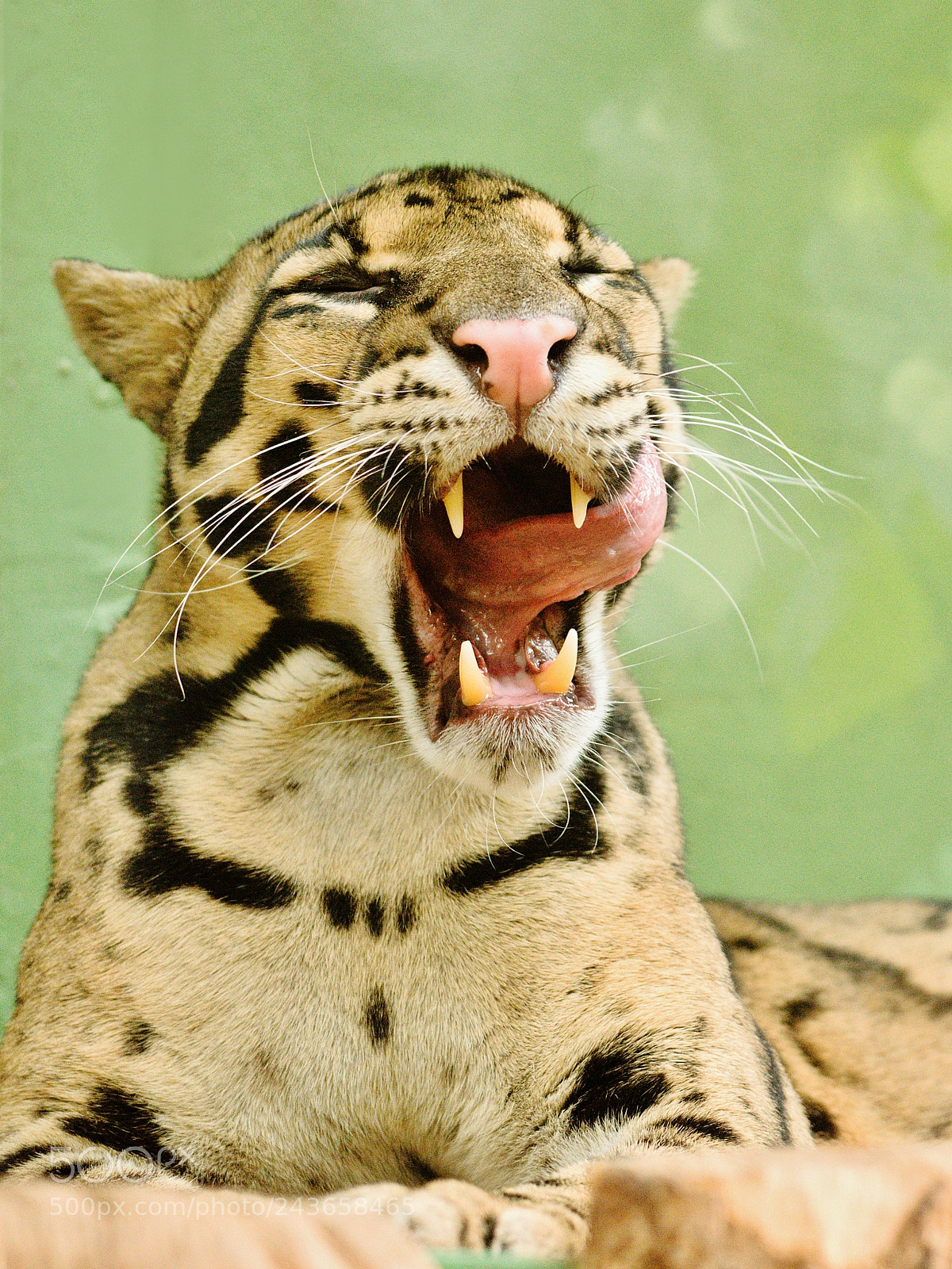 Nikon D7200 sample photo. The lick photography
