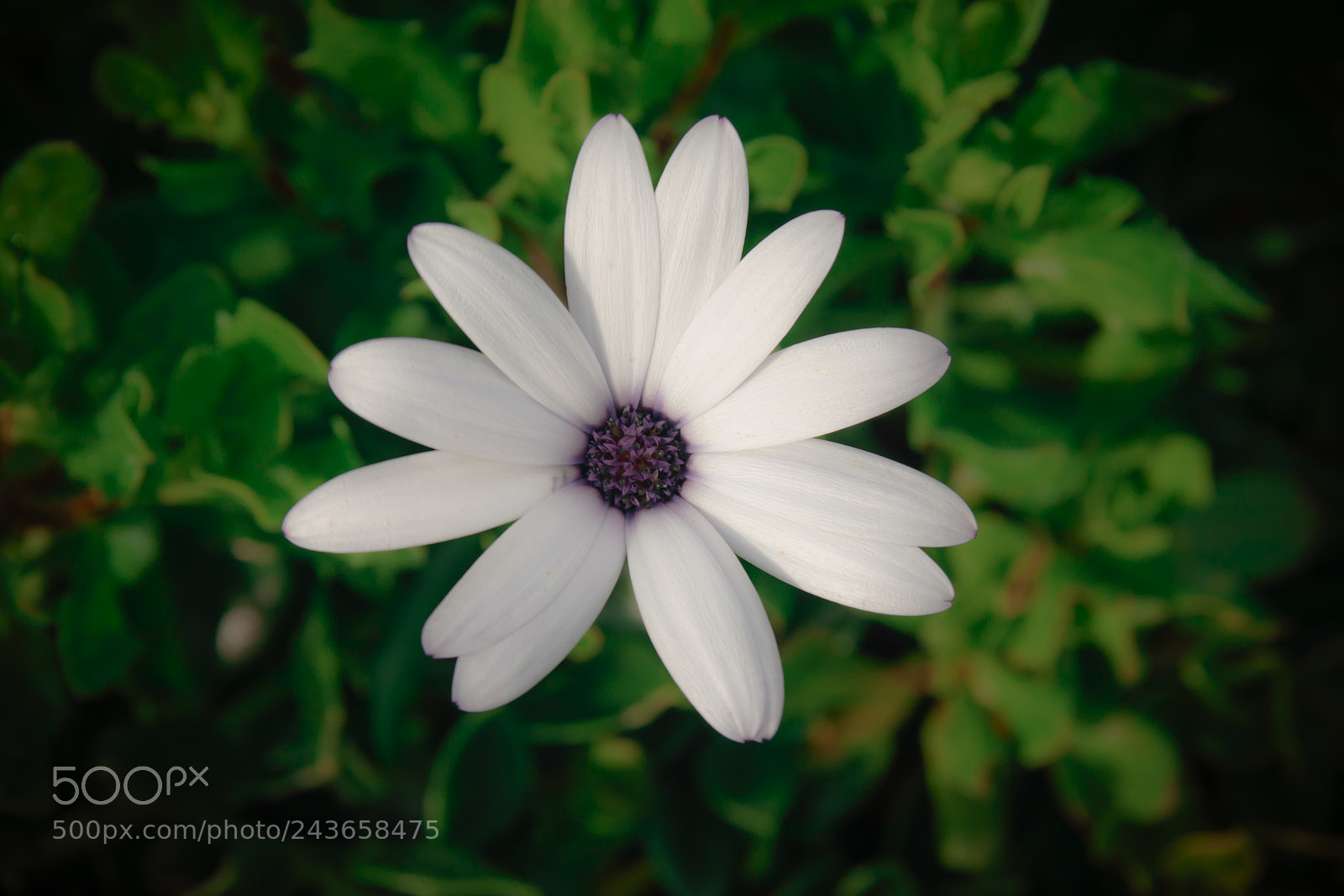 Canon EOS 77D (EOS 9000D / EOS 770D) sample photo. White on green photography