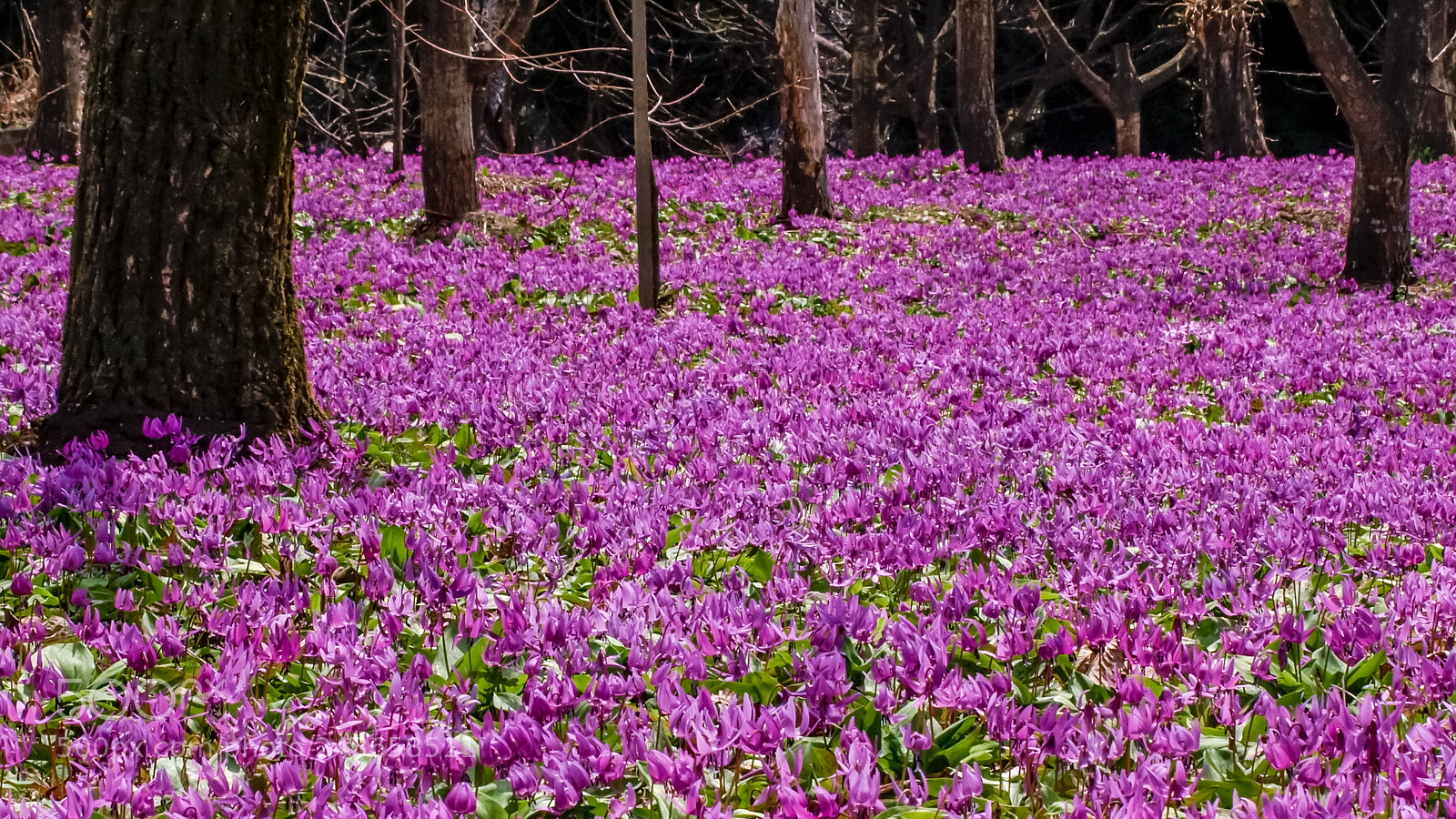 Olympus E-510 (EVOLT E-510) sample photo. Purple ground photography