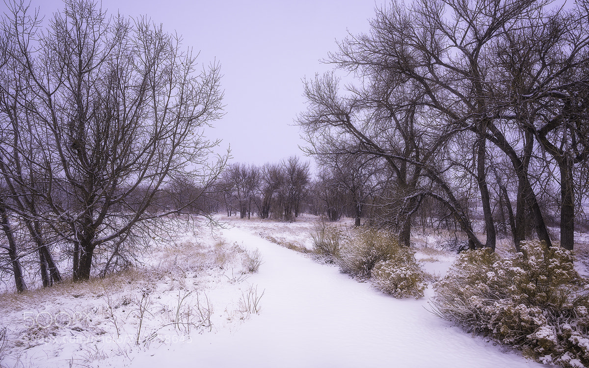 Nikon D810 sample photo. Snowy day photography