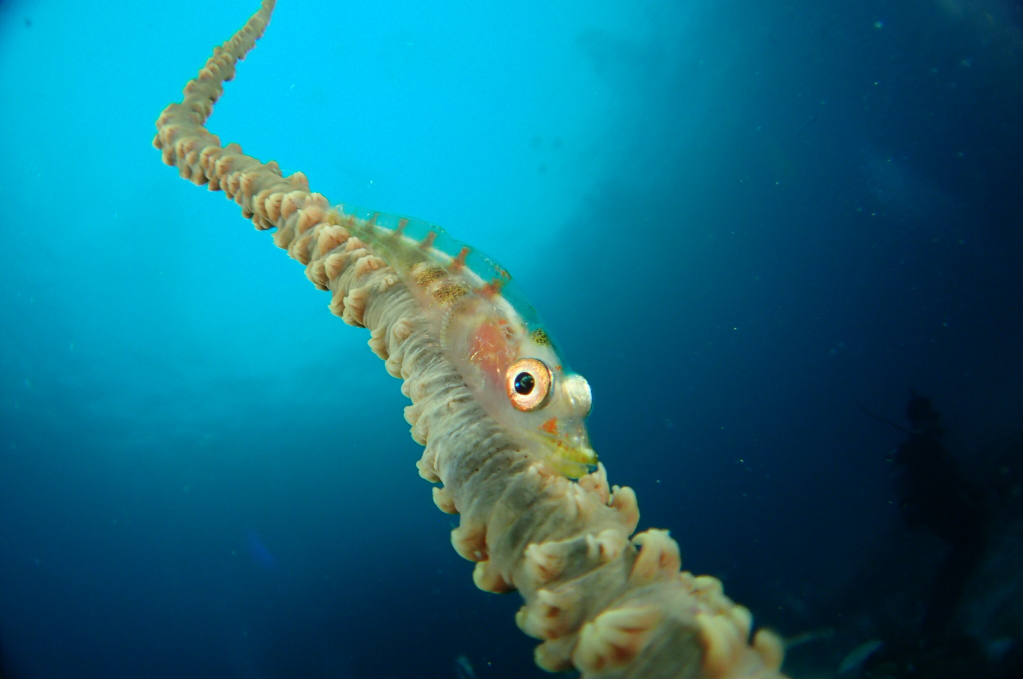 Olympus TG-3 sample photo. Miyako-jima island photography