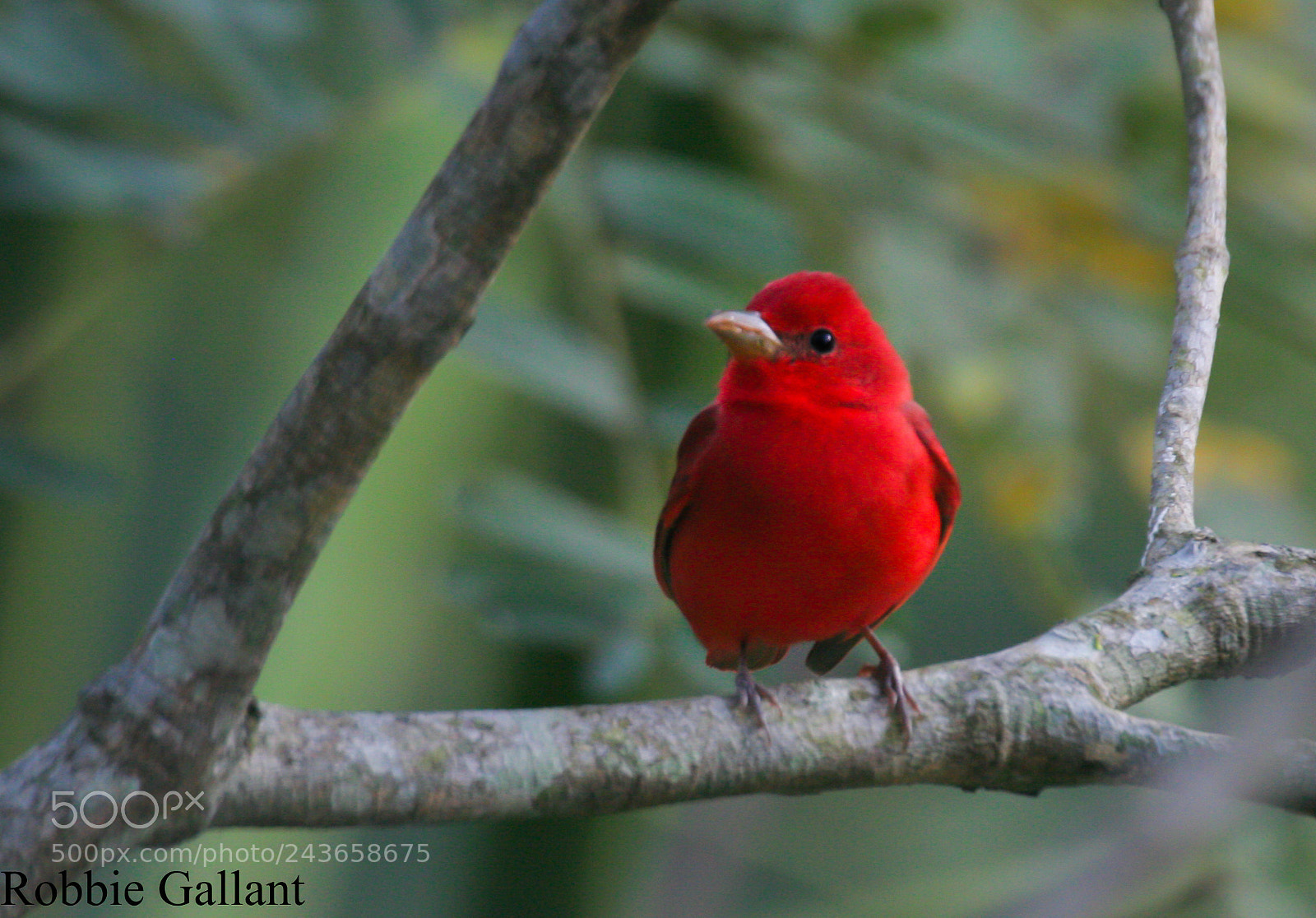 Canon EOS 350D (EOS Digital Rebel XT / EOS Kiss Digital N) sample photo. Summer tanager photography