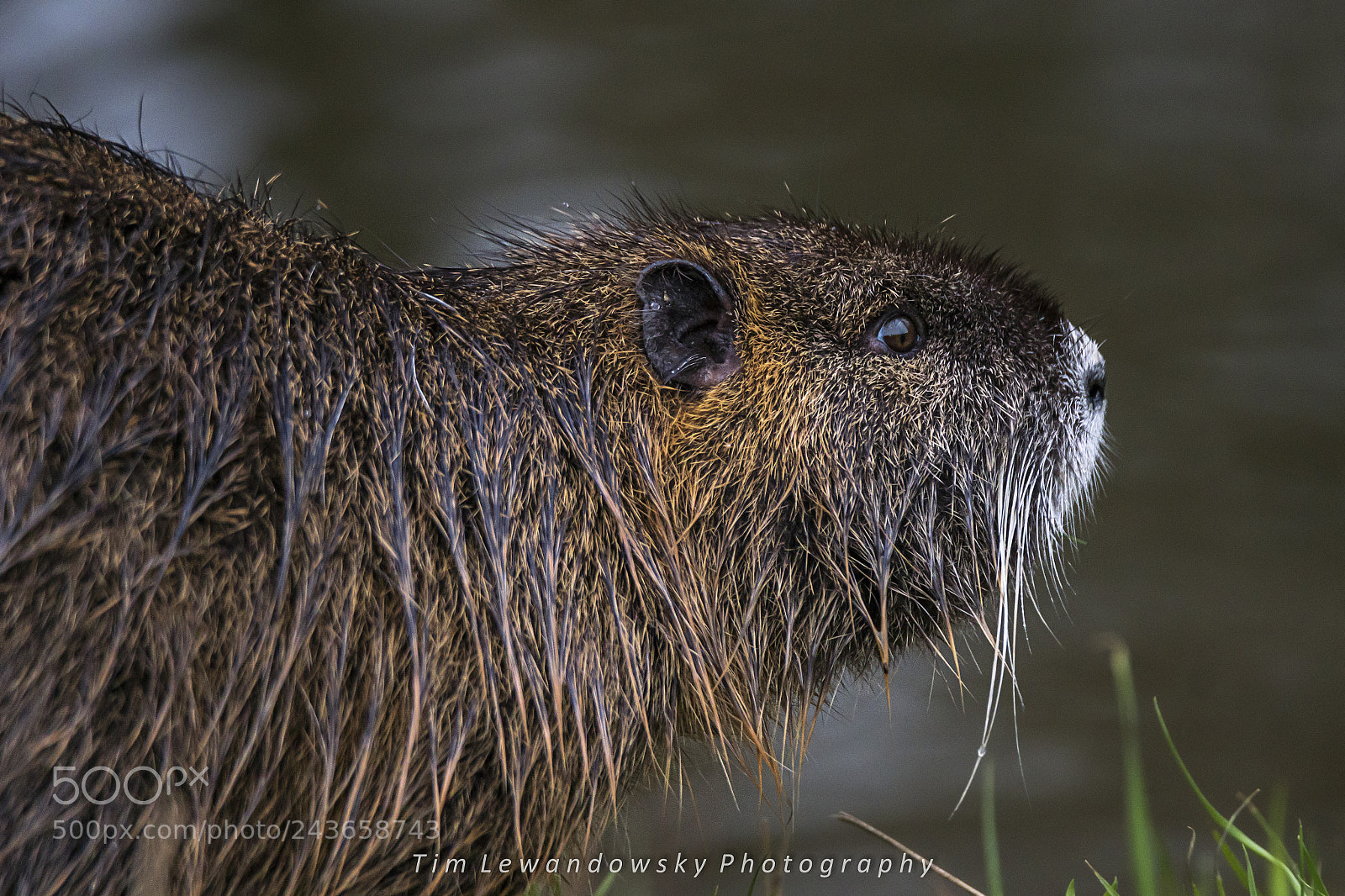 Sony ILCA-77M2 sample photo. Nutria photography