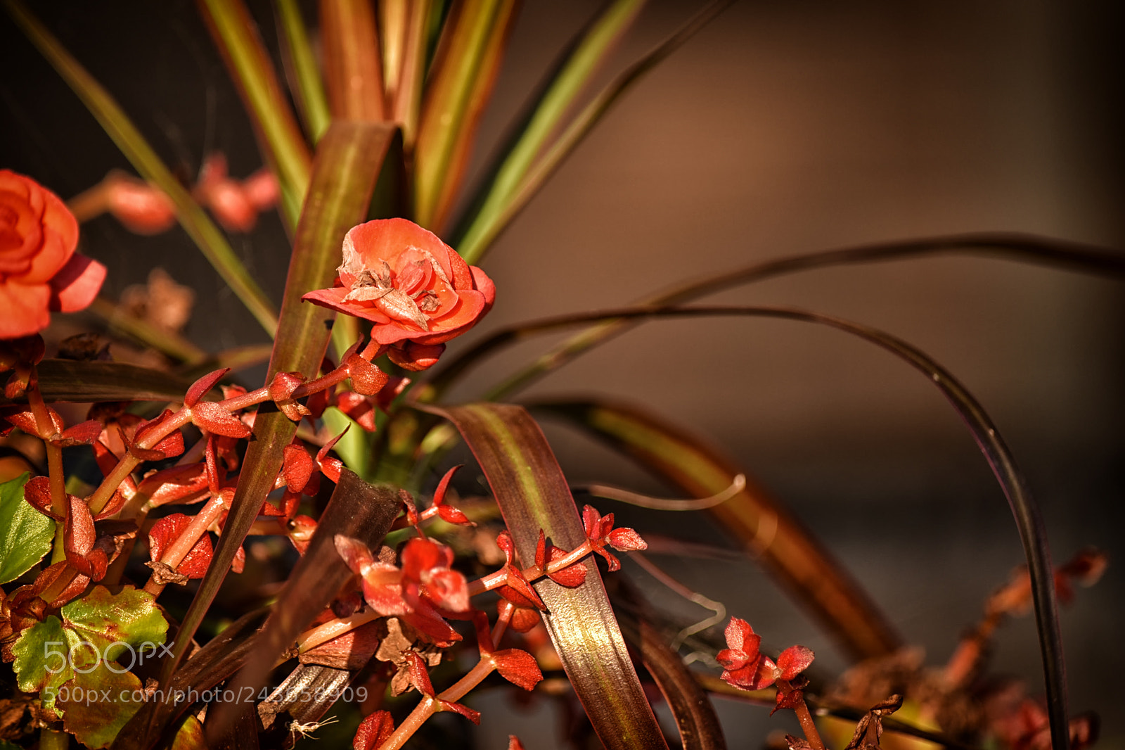 Nikon D5500 sample photo. Garden photography