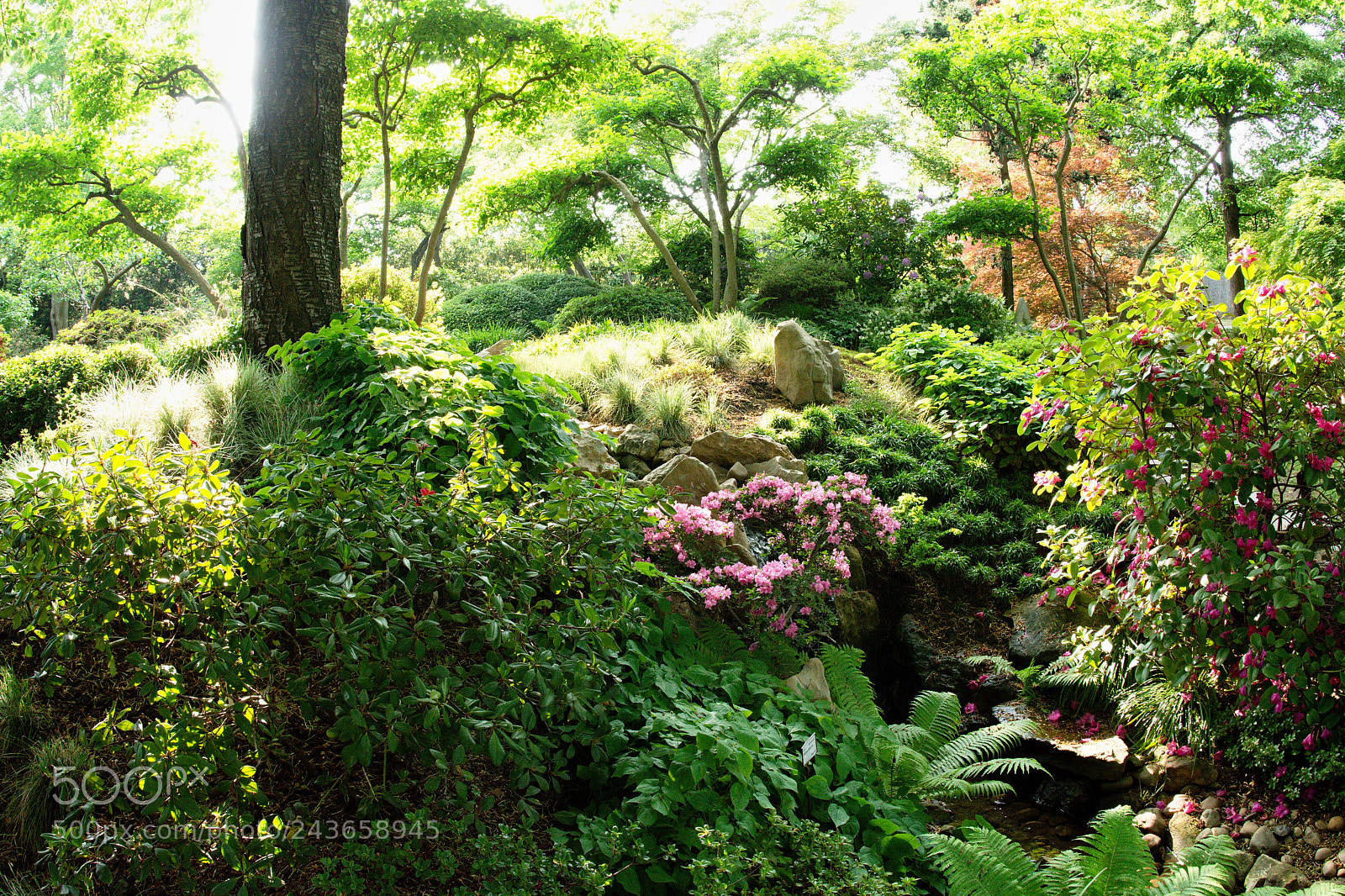 Nikon D7200 sample photo. Japanese garden photography