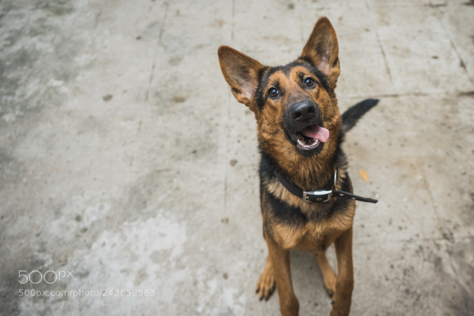 Sony a7 II sample photo. Dsc photography