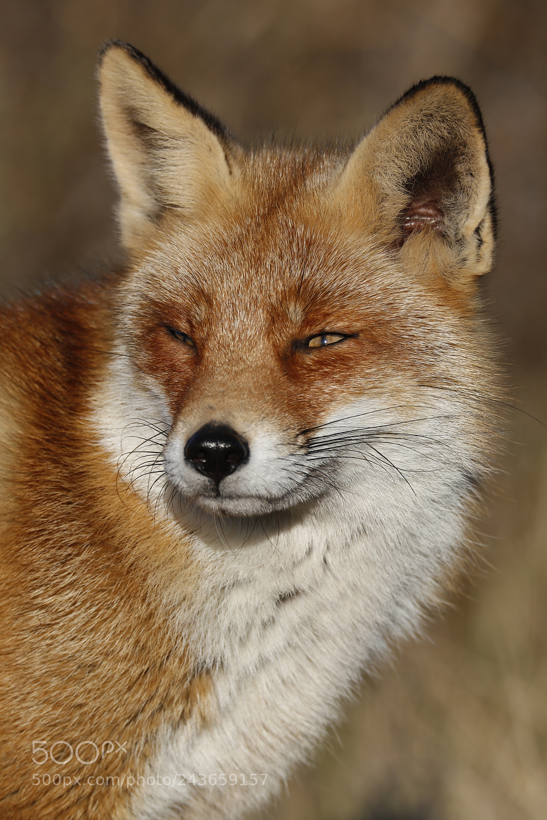 Canon EOS 5DS R sample photo. Red fox photography