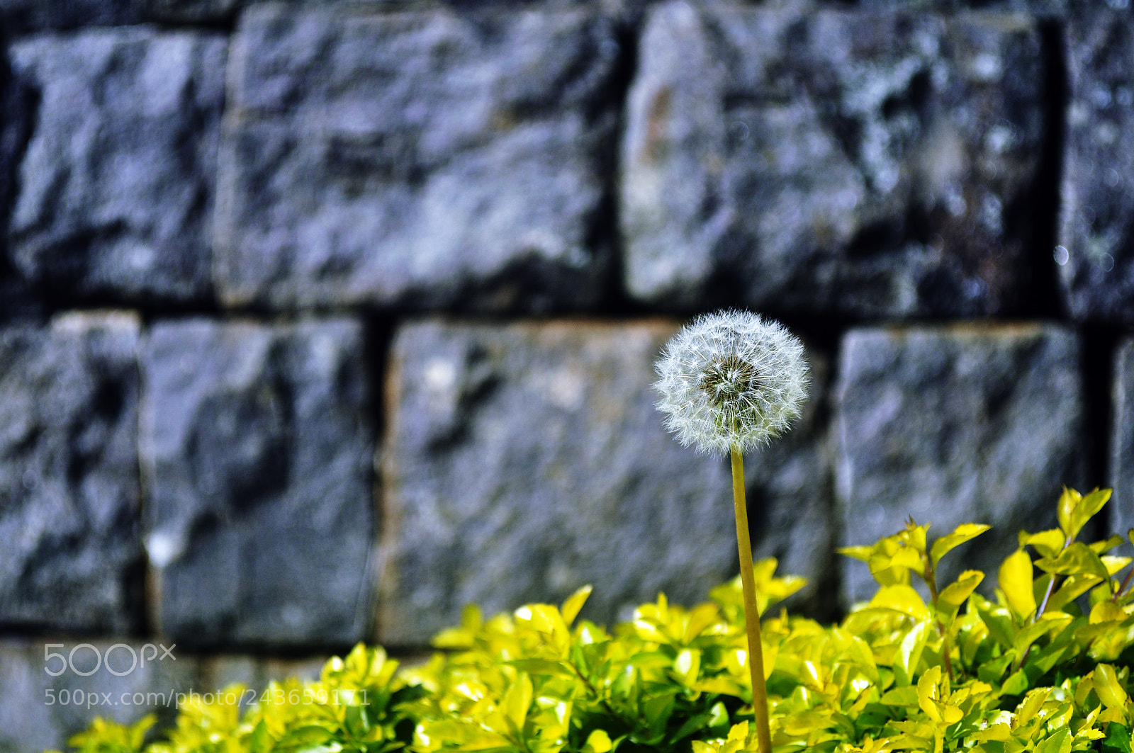 Nikon D5000 sample photo. Dsc photography