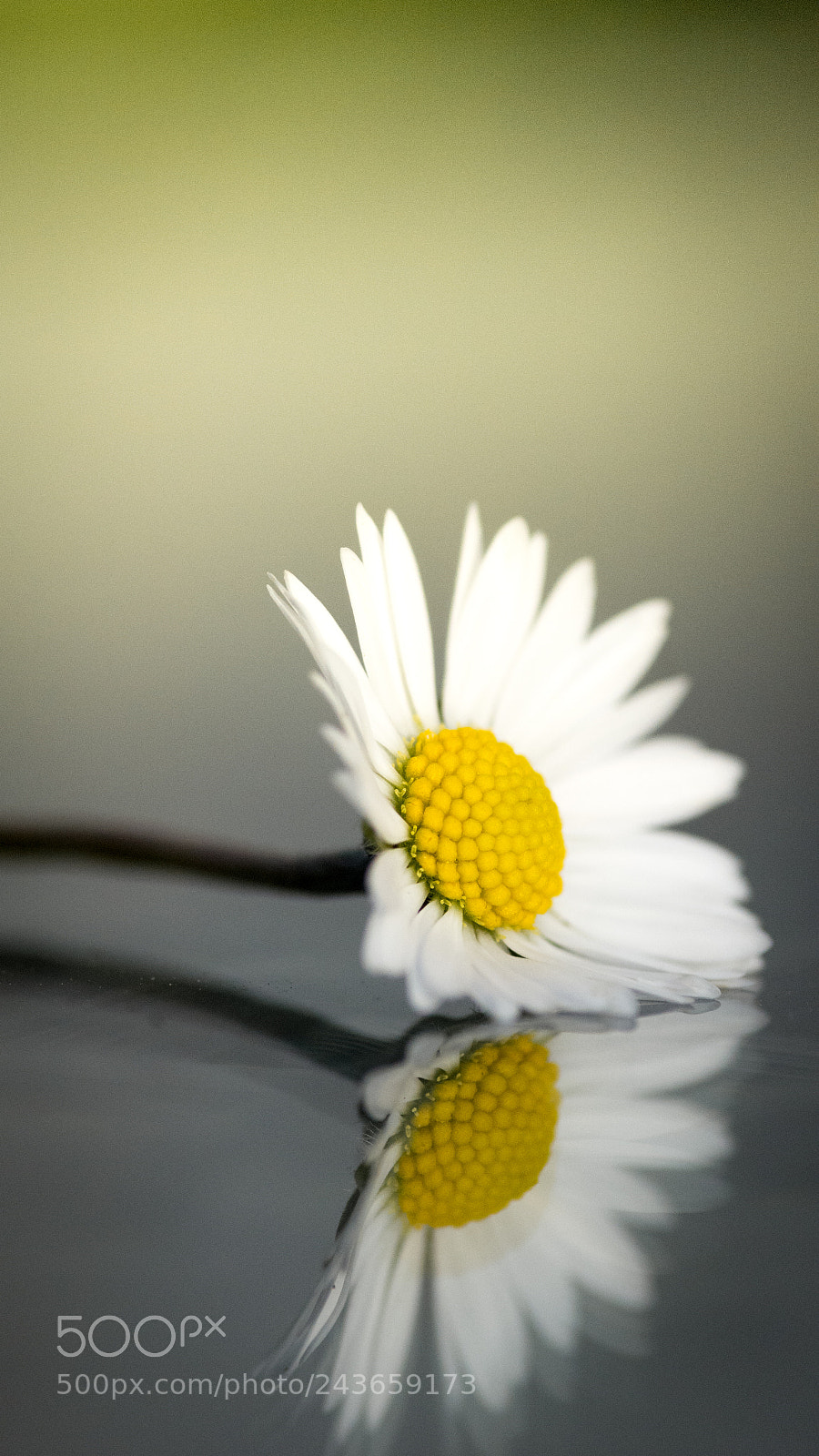 Nikon D7100 sample photo. Gänseblümchen / daisy photography