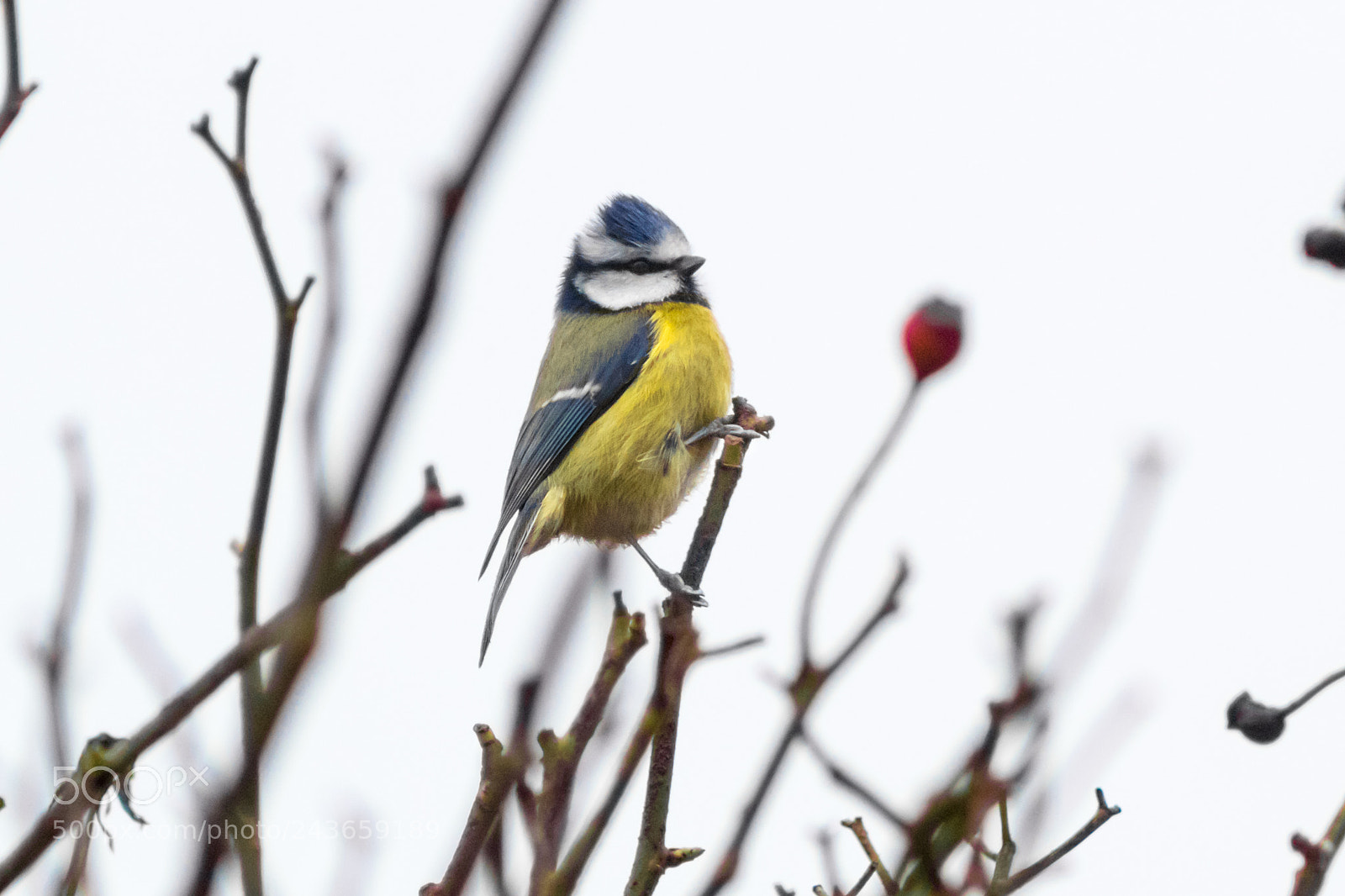 Canon EOS 1300D (EOS Rebel T6 / EOS Kiss X80) sample photo. Blue tit photography