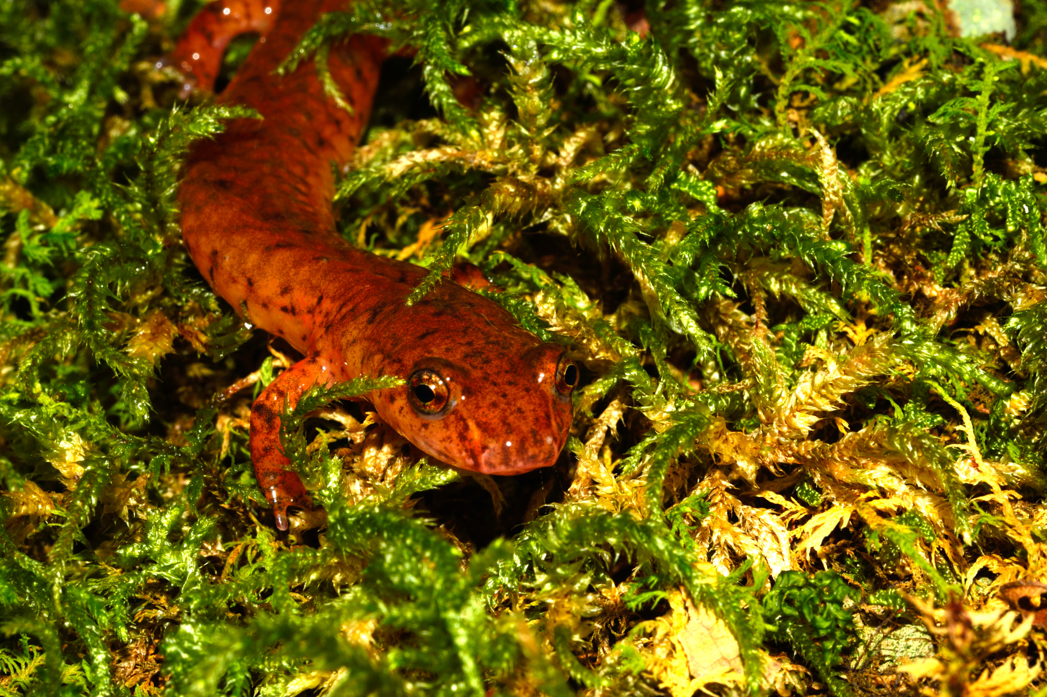 Nikon D3300 + Nikon AF-S Micro-Nikkor 60mm F2.8G ED sample photo. Salamander in the moss photography