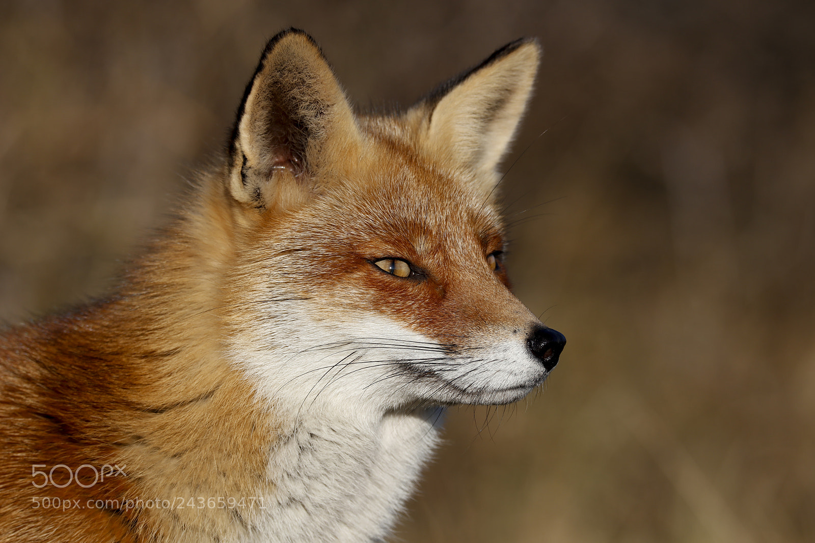 Canon EOS 5DS R sample photo. Red fox photography
