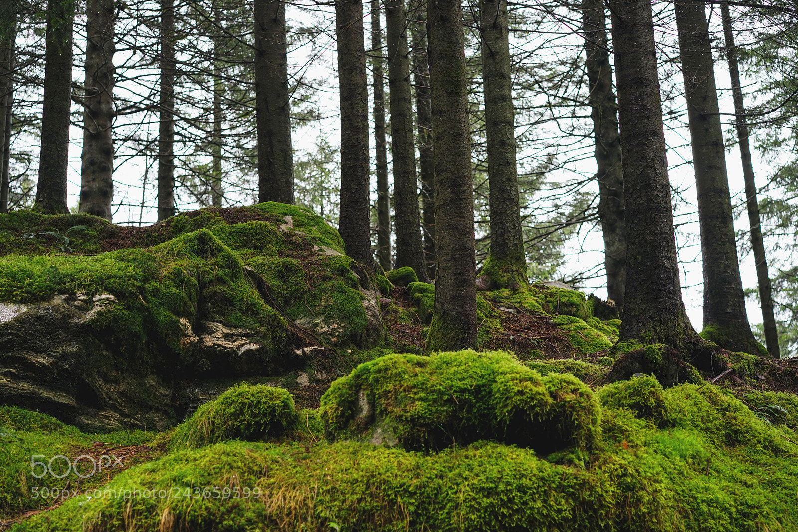 Sony a7 II sample photo. Norwegian woods (bergen, norway) photography