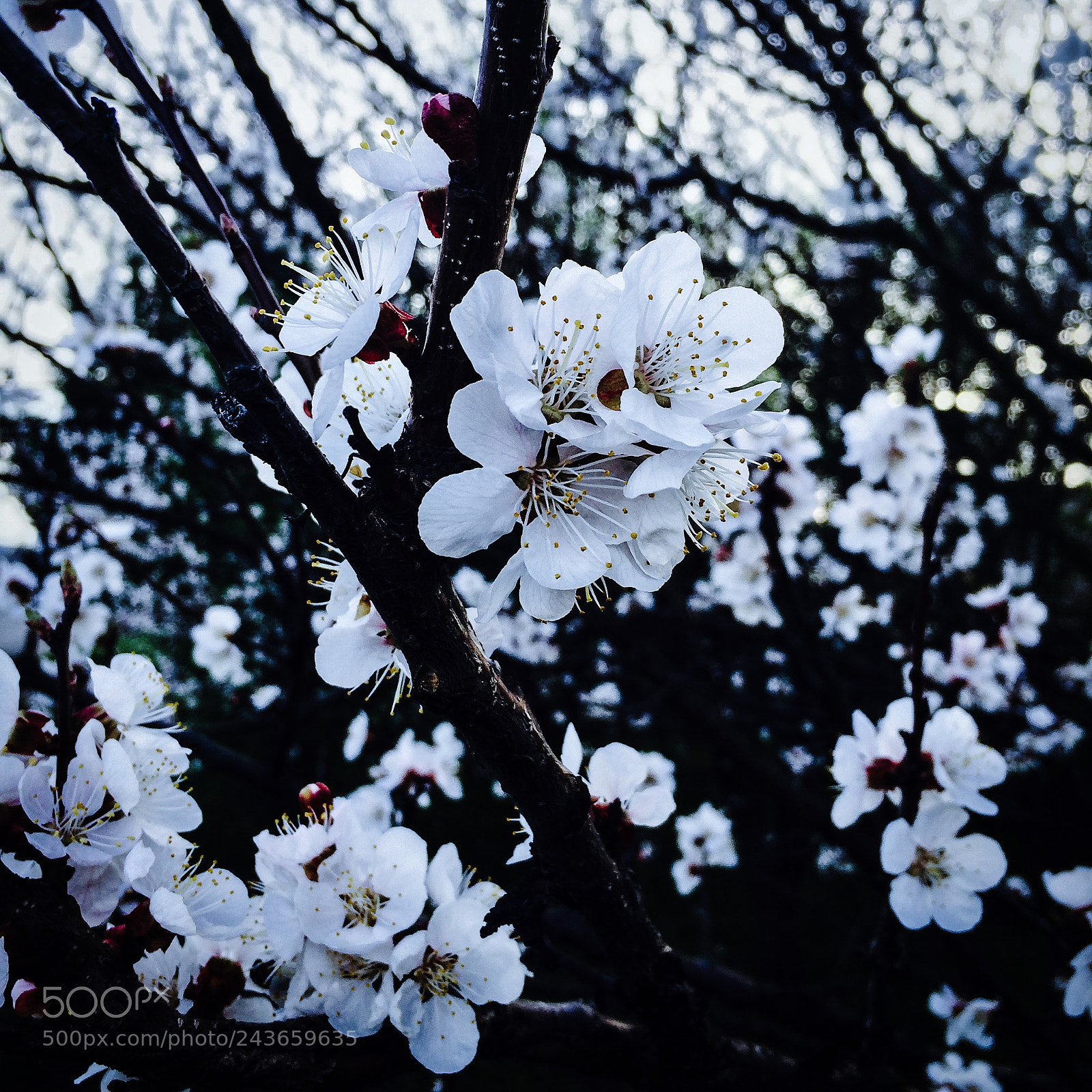 Apple iPhone 5s sample photo. Spring cherry flowers photography