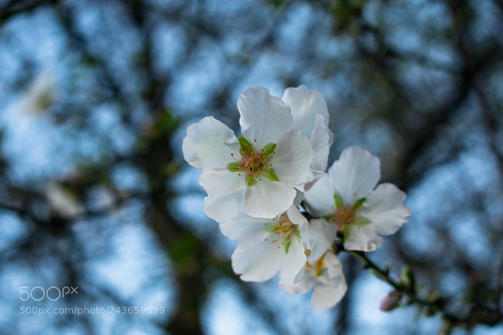 Nikon D3400 sample photo. Flowers photography