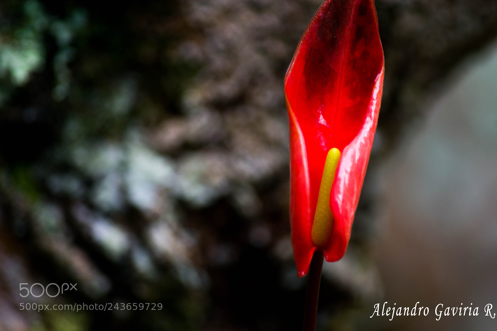 Nikon D7100 sample photo. Anturio photography