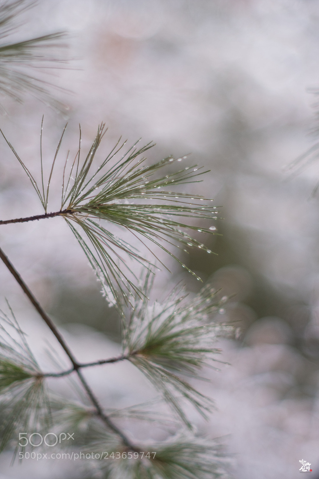Fujifilm X-T2 sample photo. One snowy day... photography
