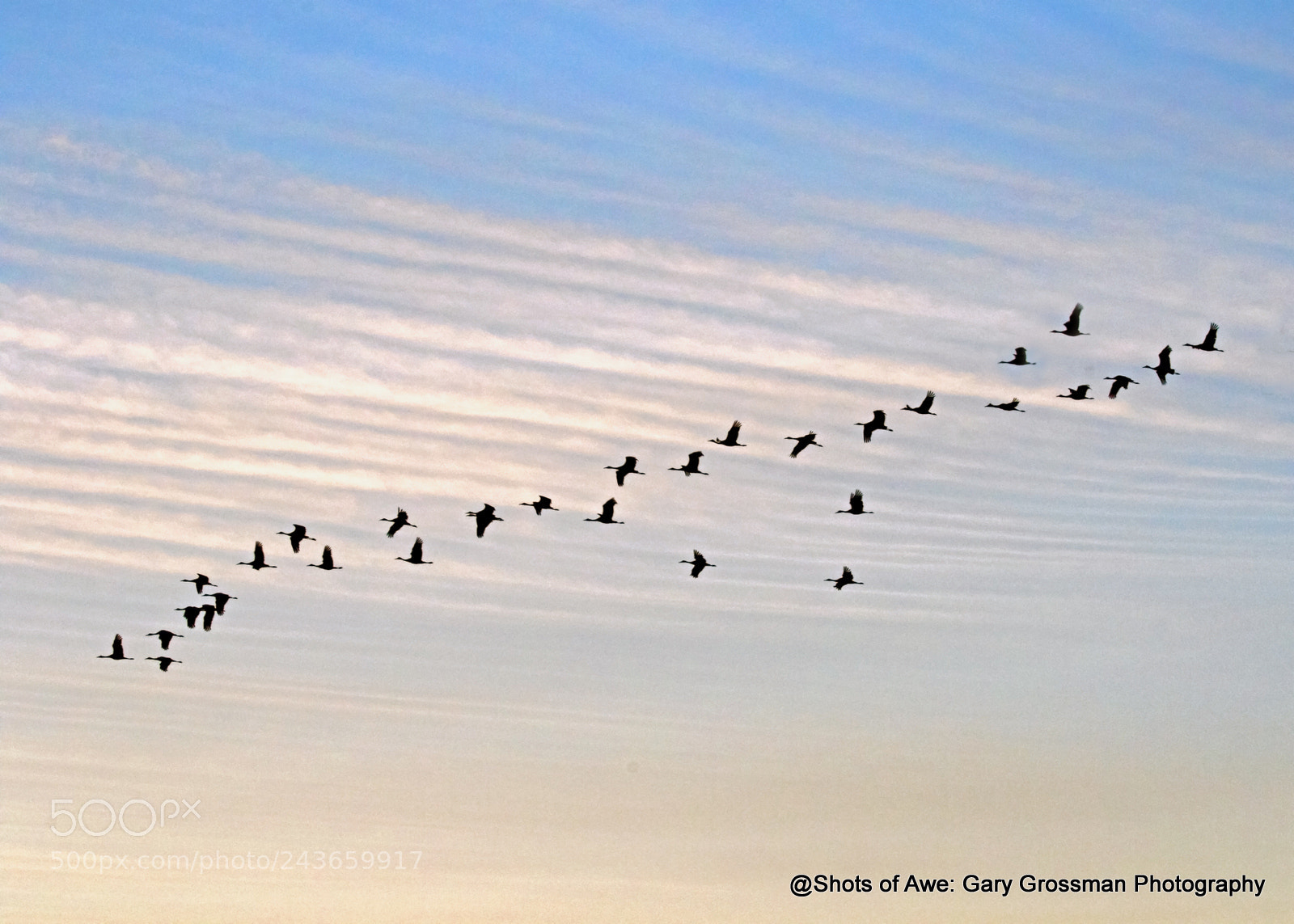 Canon EOS 7D Mark II sample photo. Twilight cranes photography